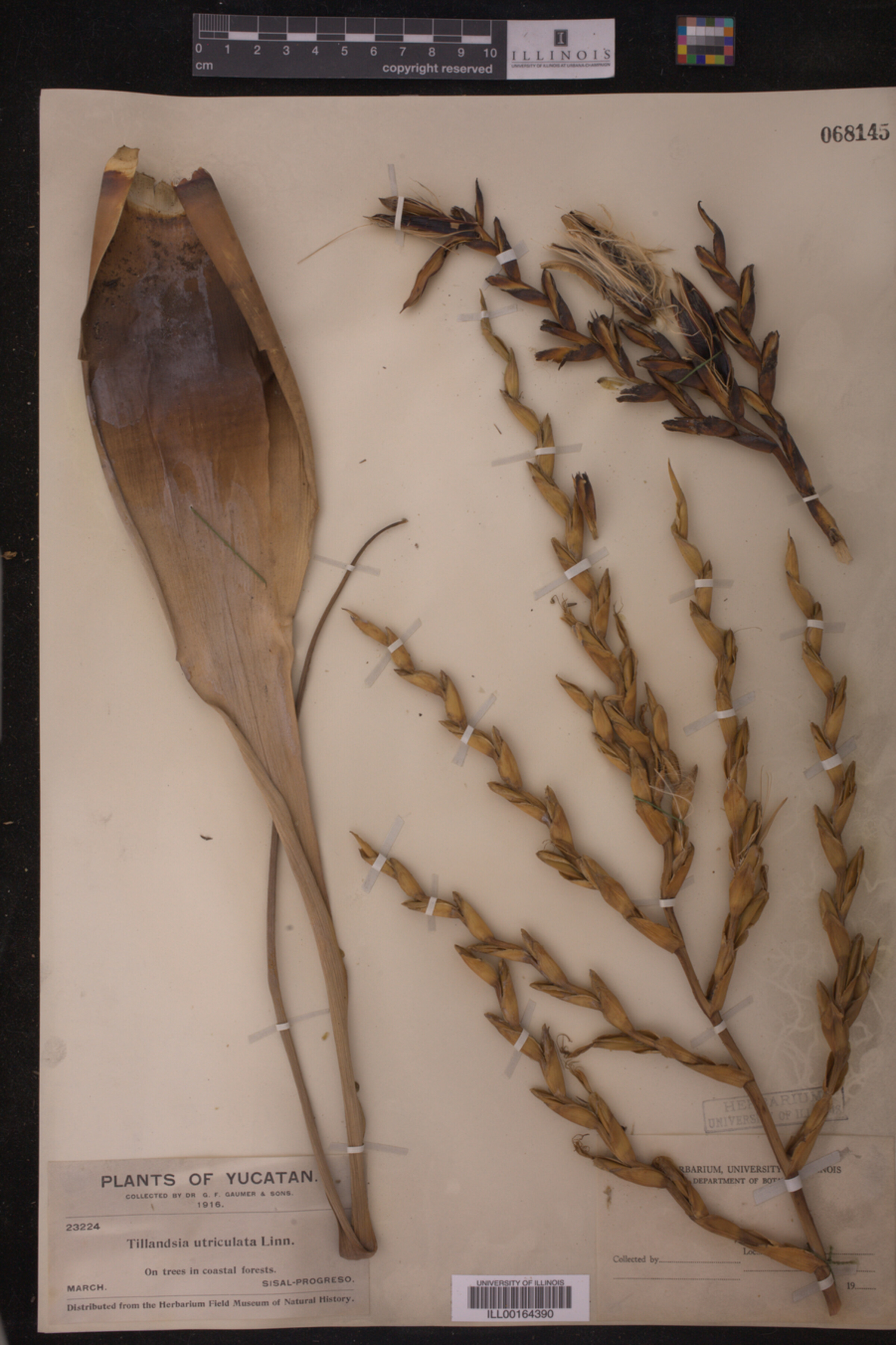 Tillandsia utriculata image