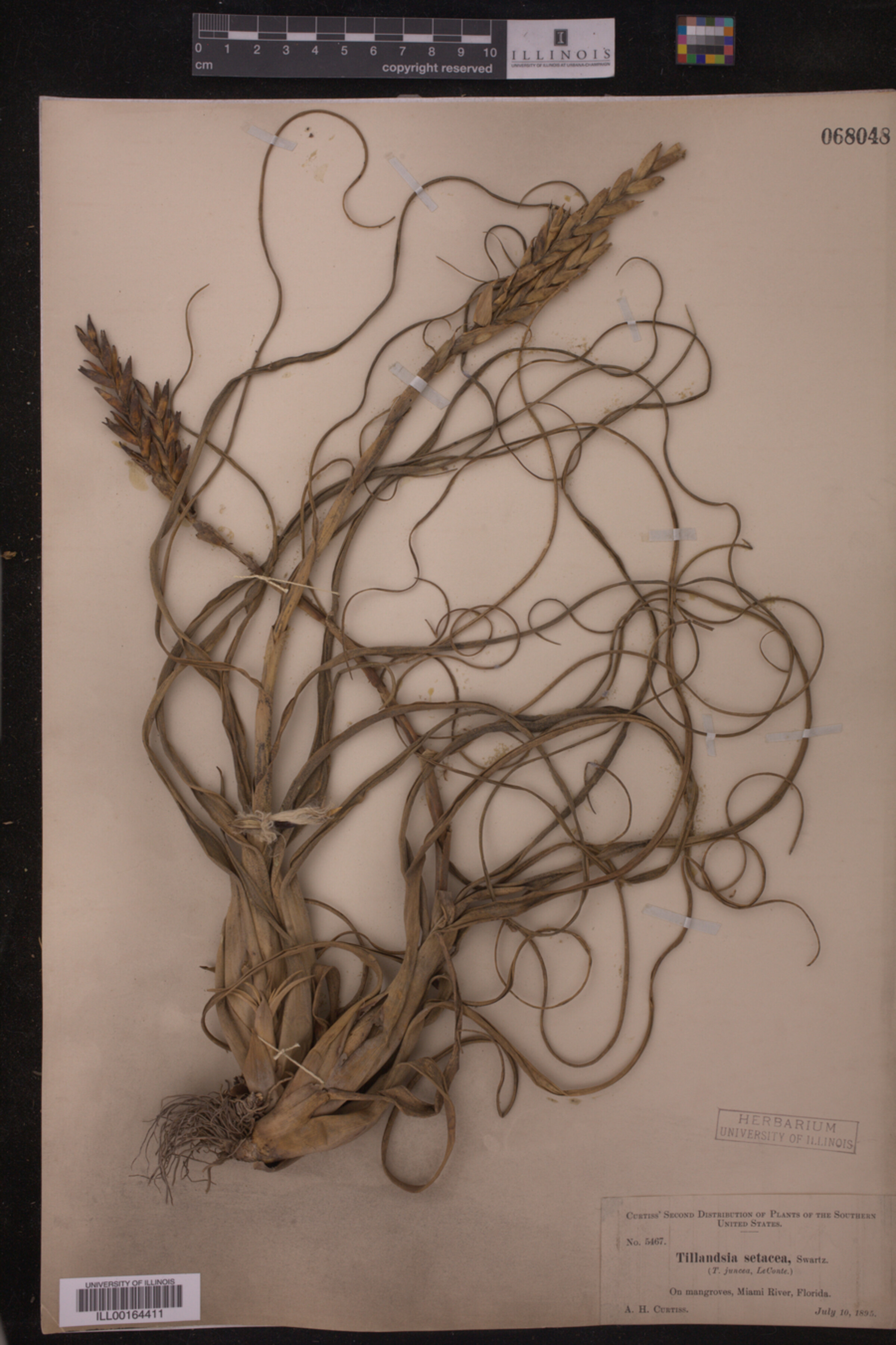 Tillandsia setacea image