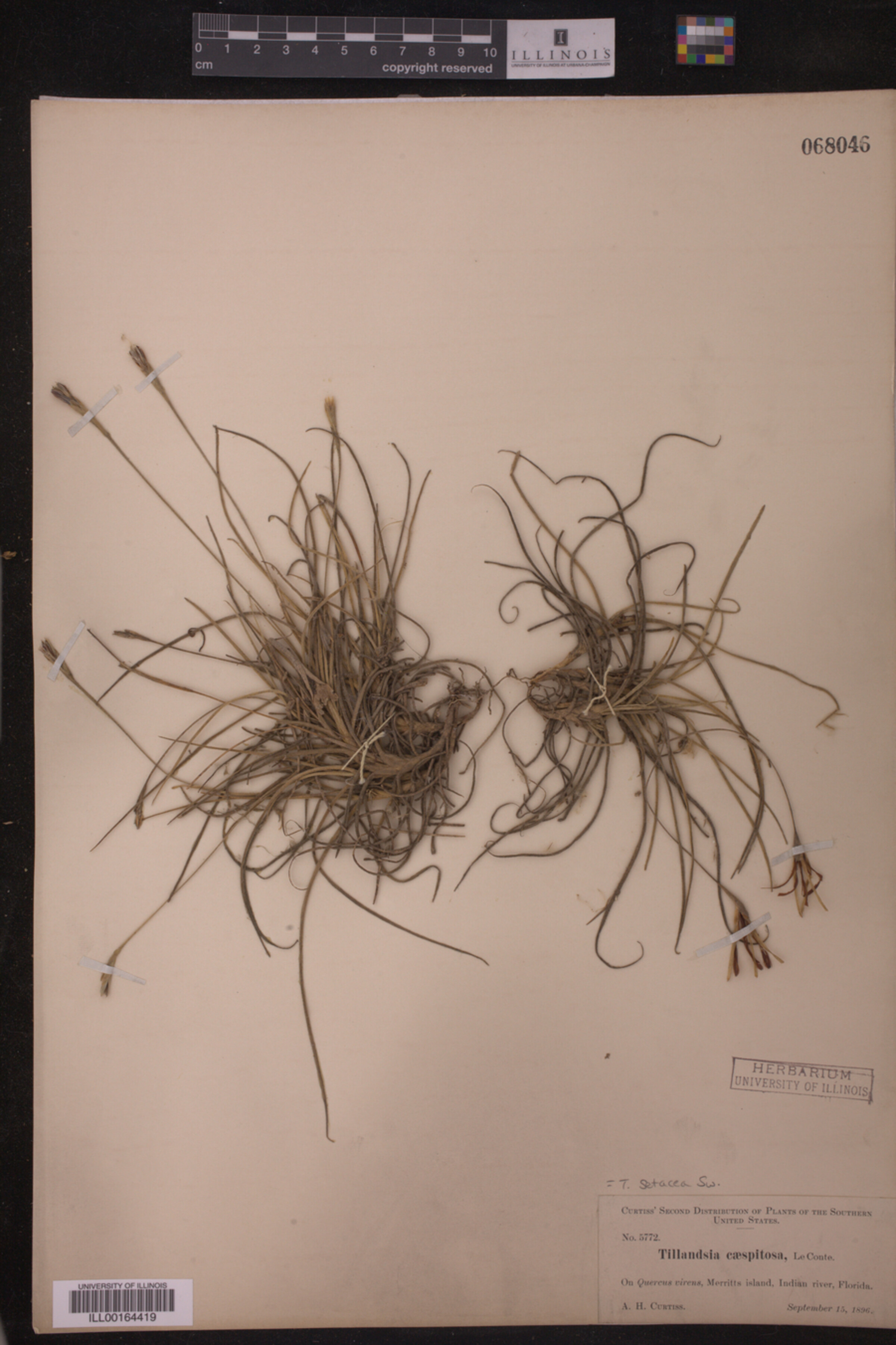 Tillandsia setacea image