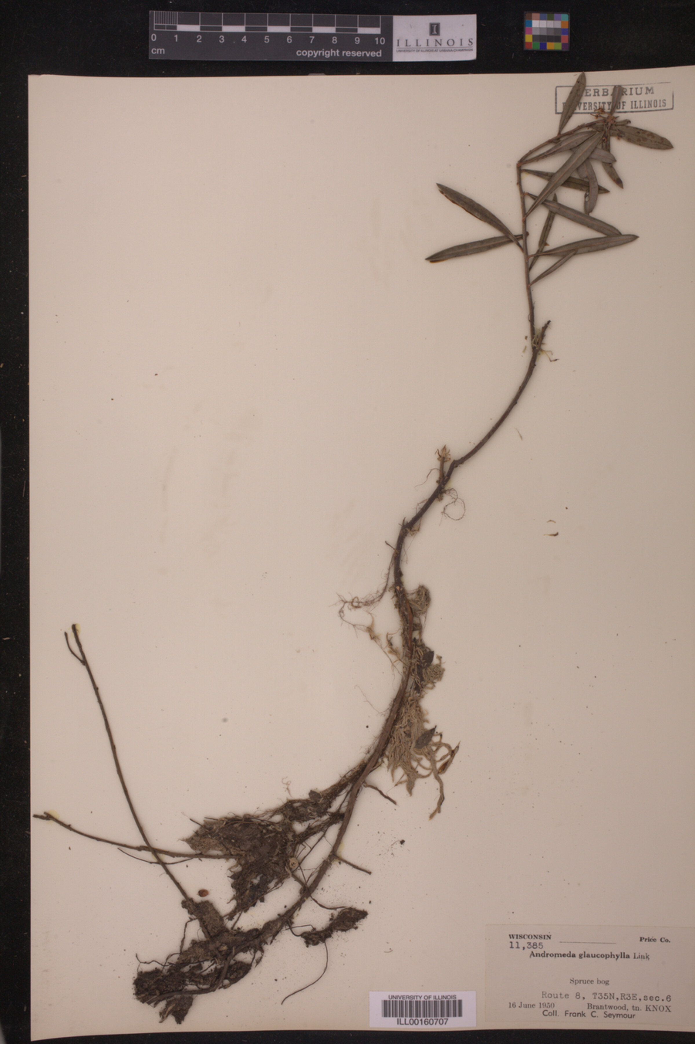 Andromeda glaucophylla image