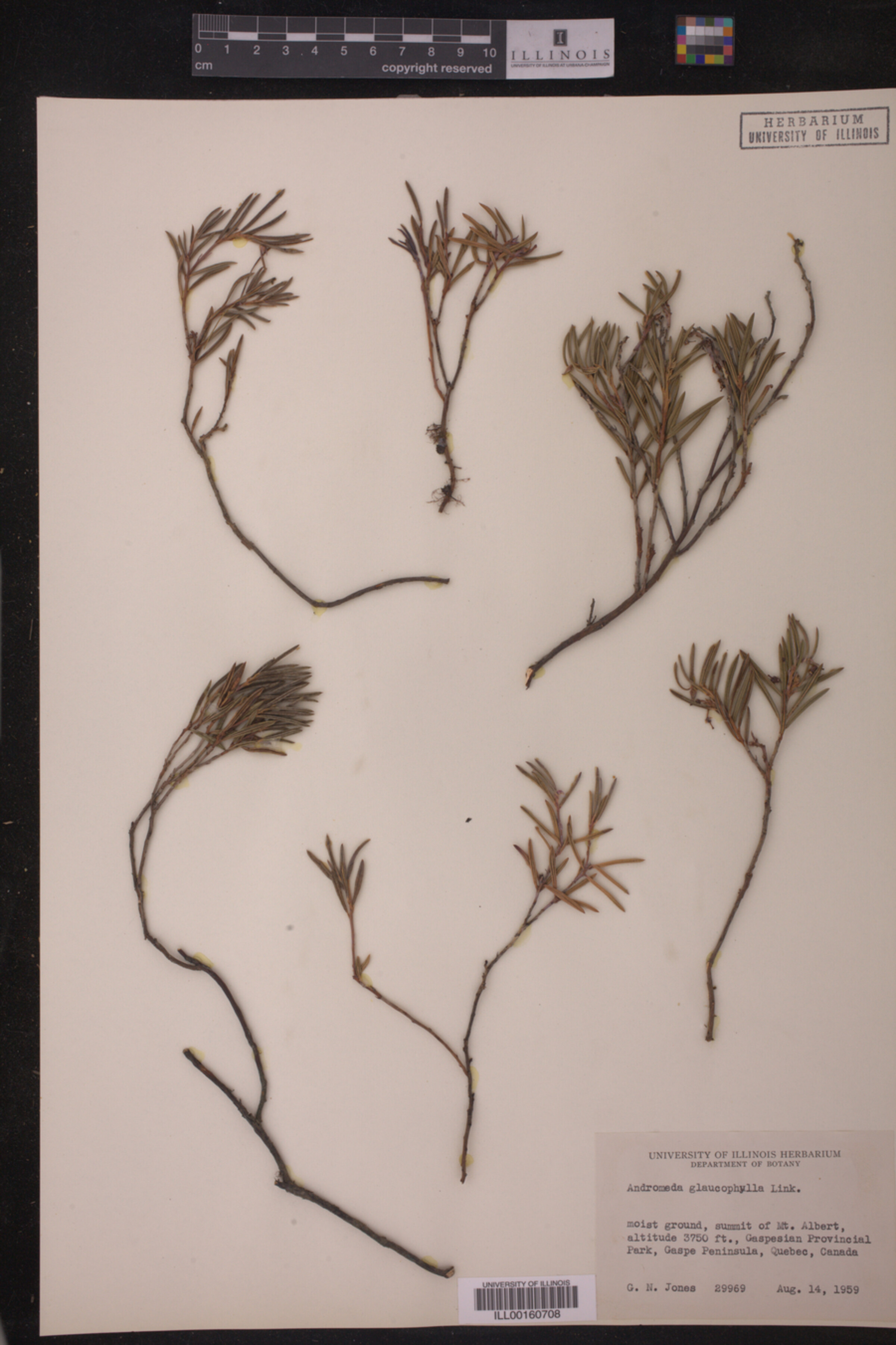 Andromeda glaucophylla image