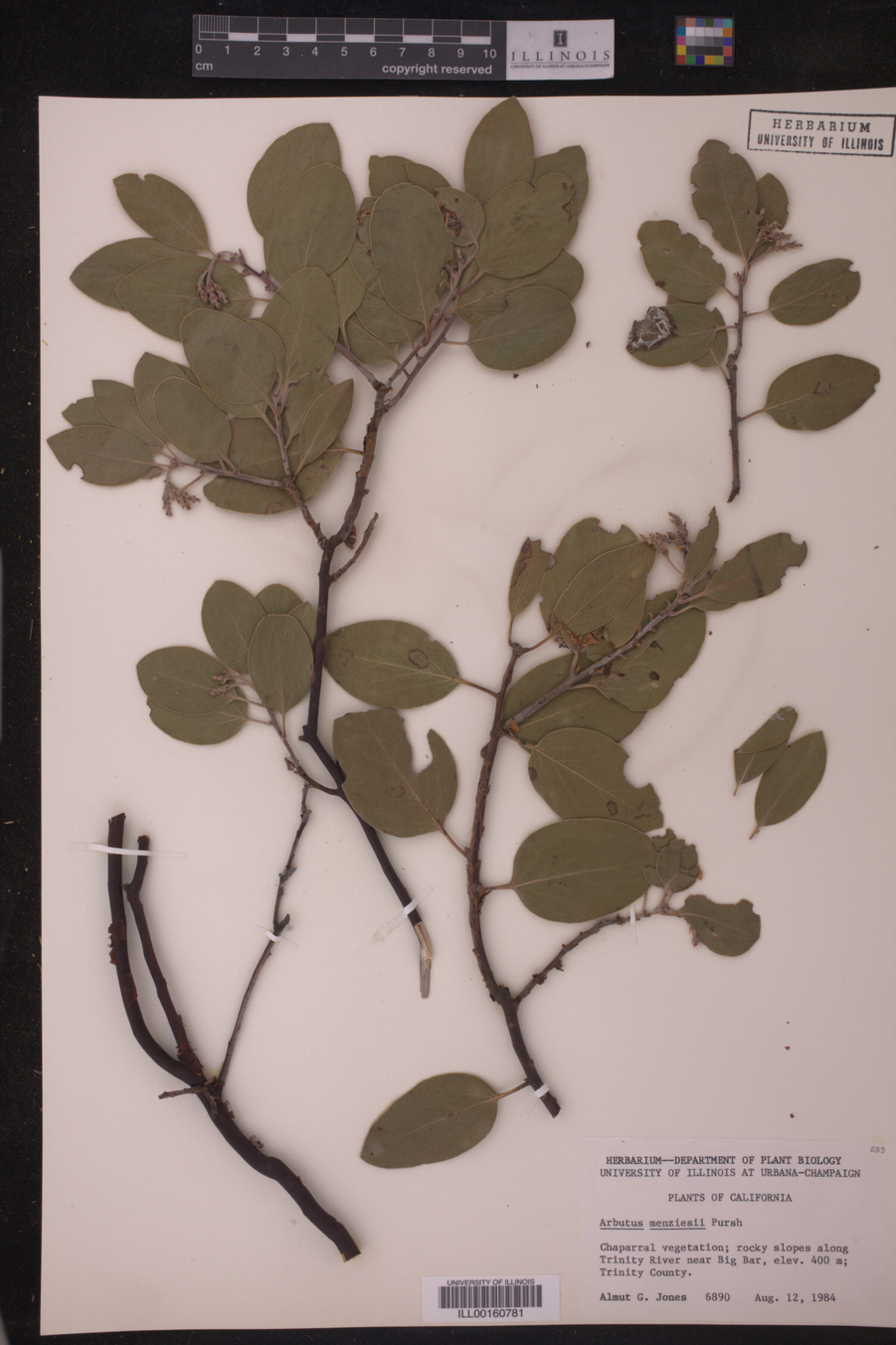 Arbutus menziesii image