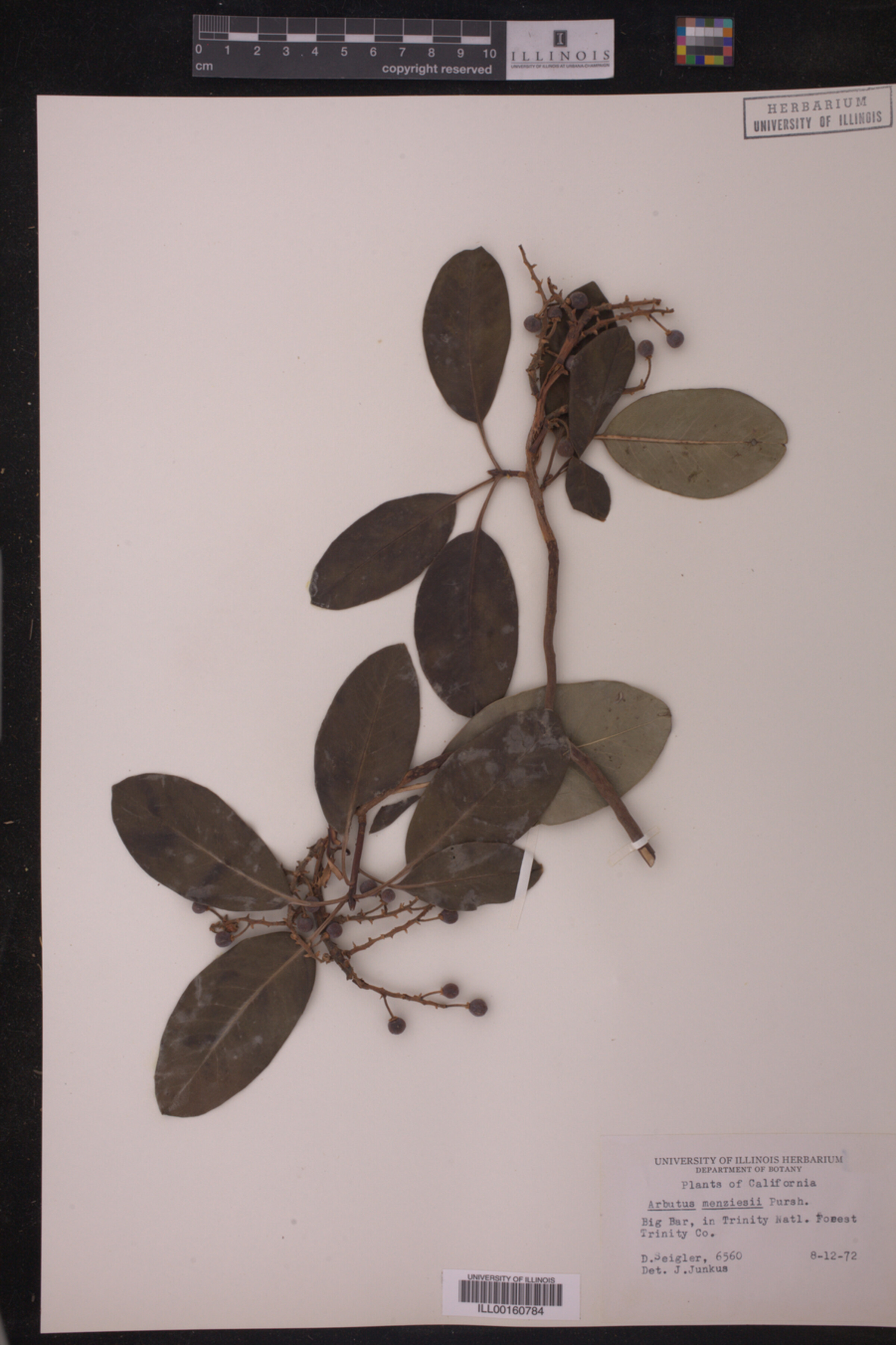 Arbutus menziesii image