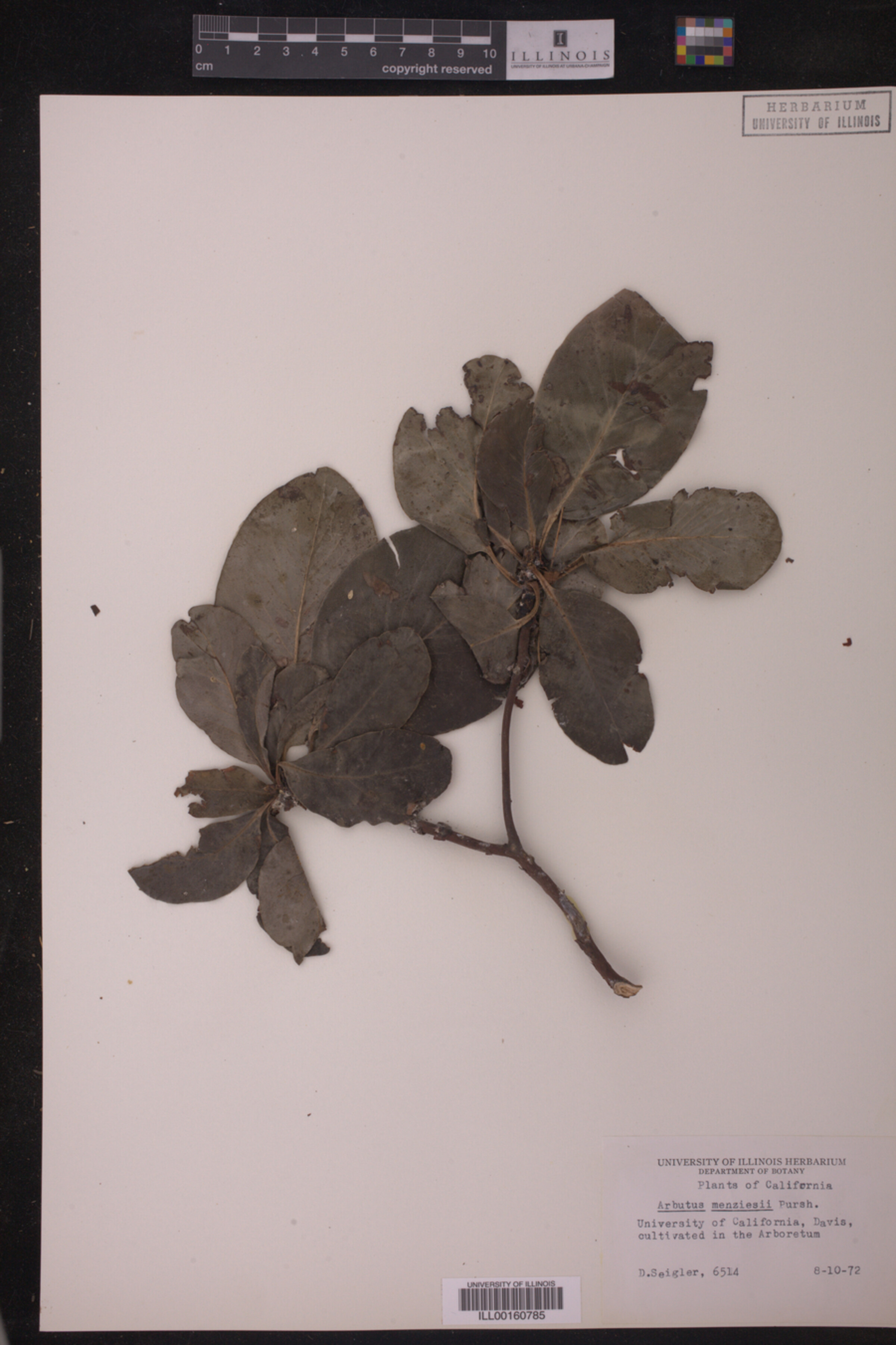 Arbutus menziesii image