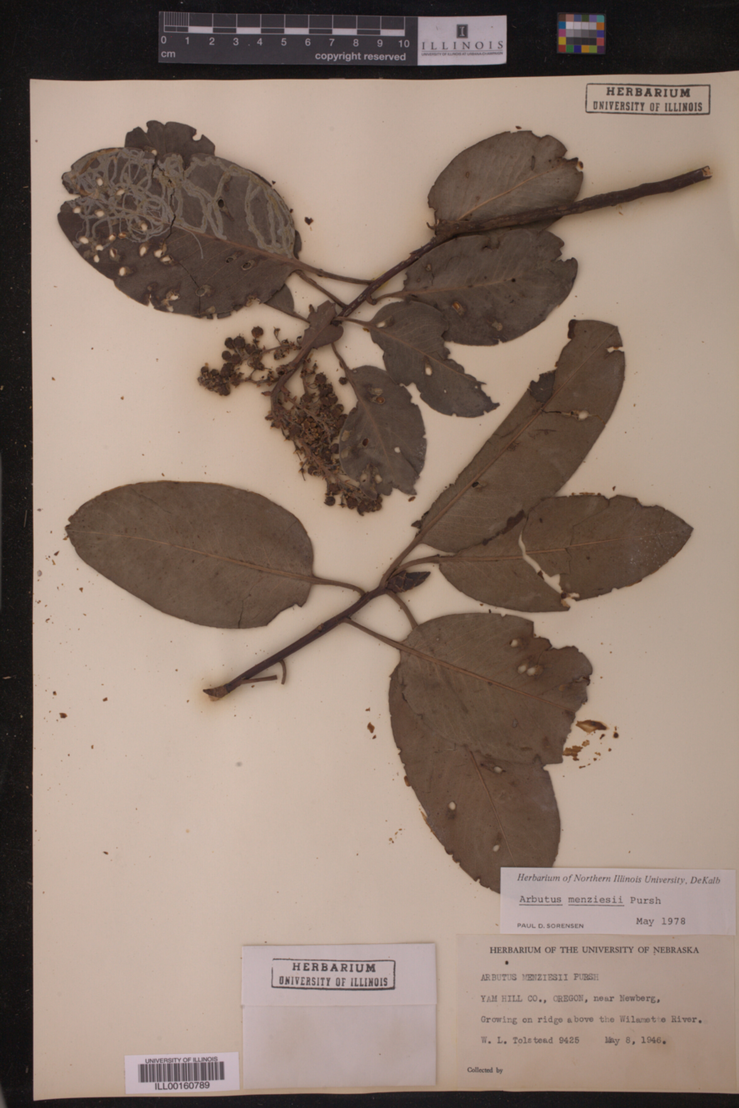 Arbutus menziesii image