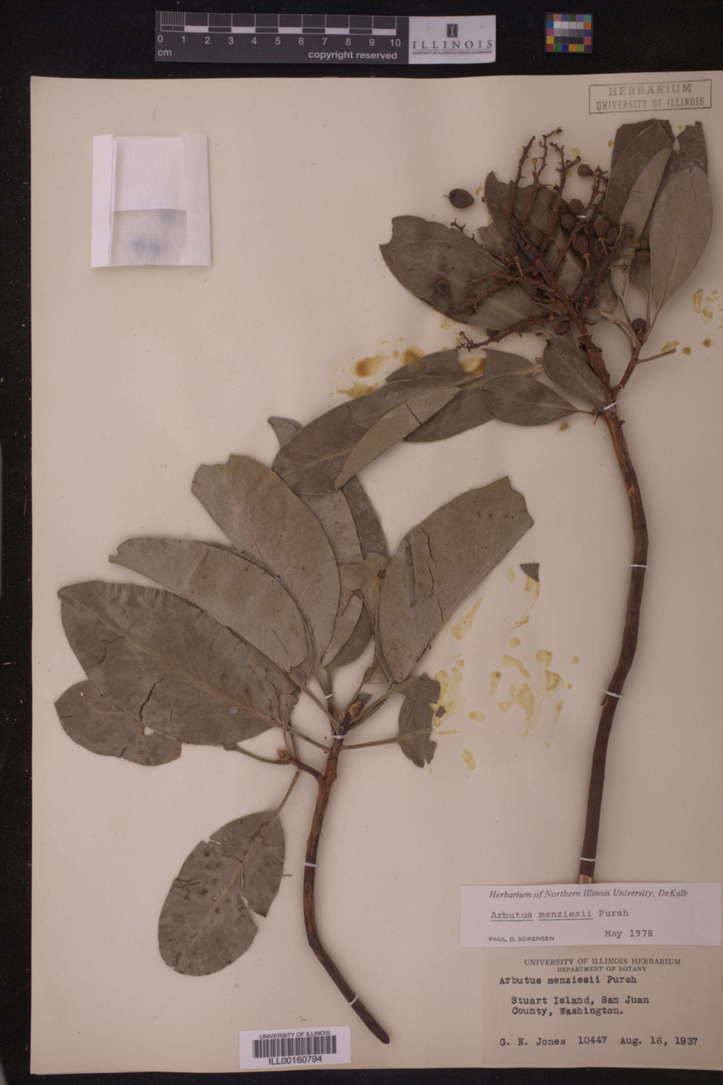 Arbutus menziesii image