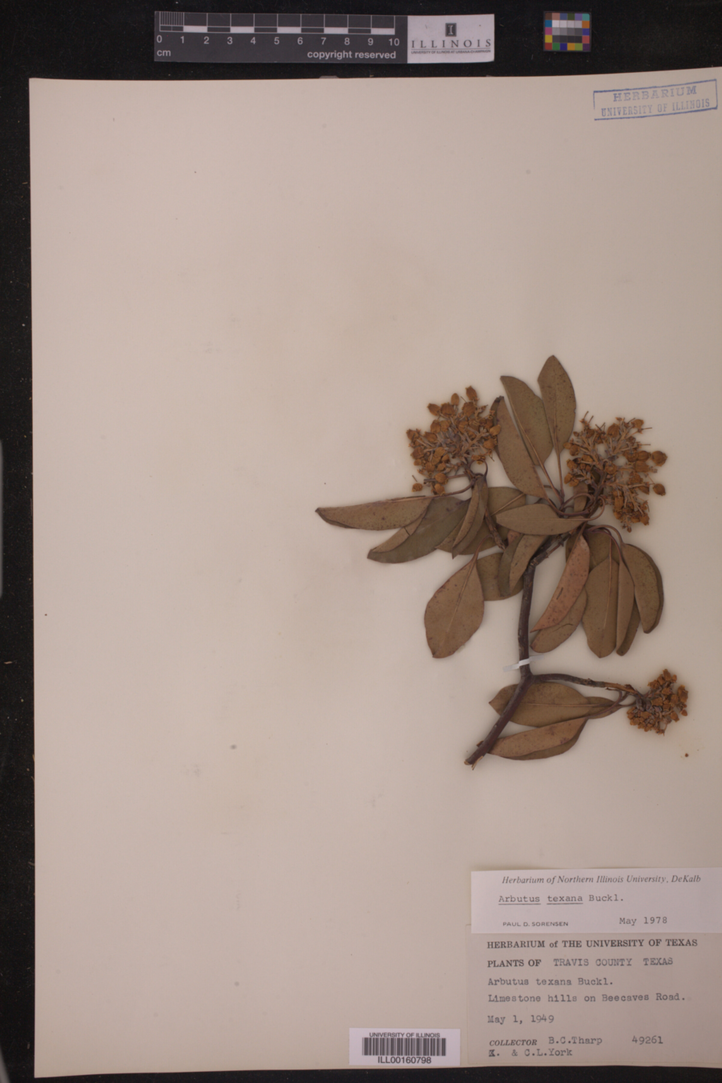 Arbutus xalapensis image