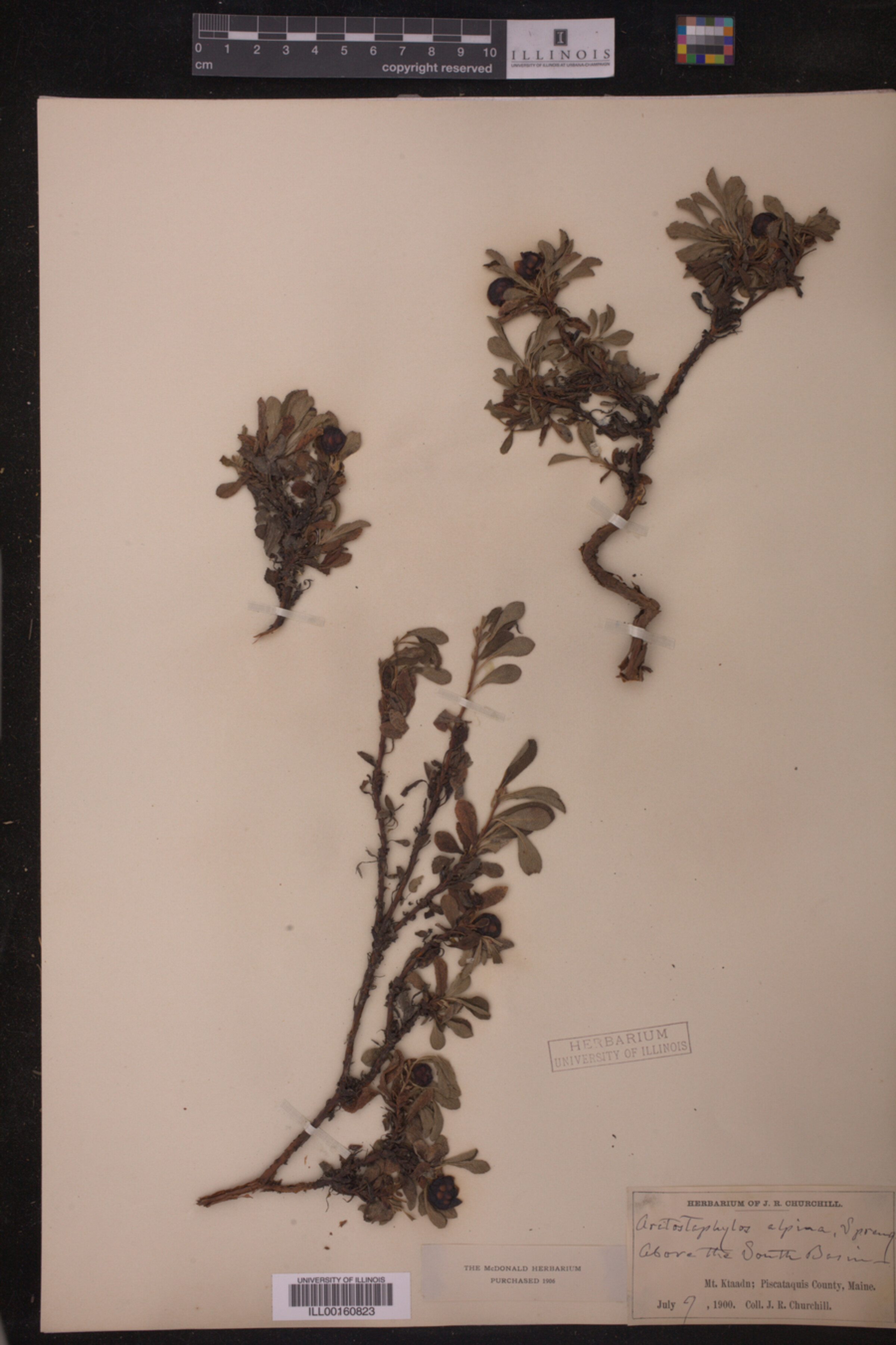 Arctous alpina image