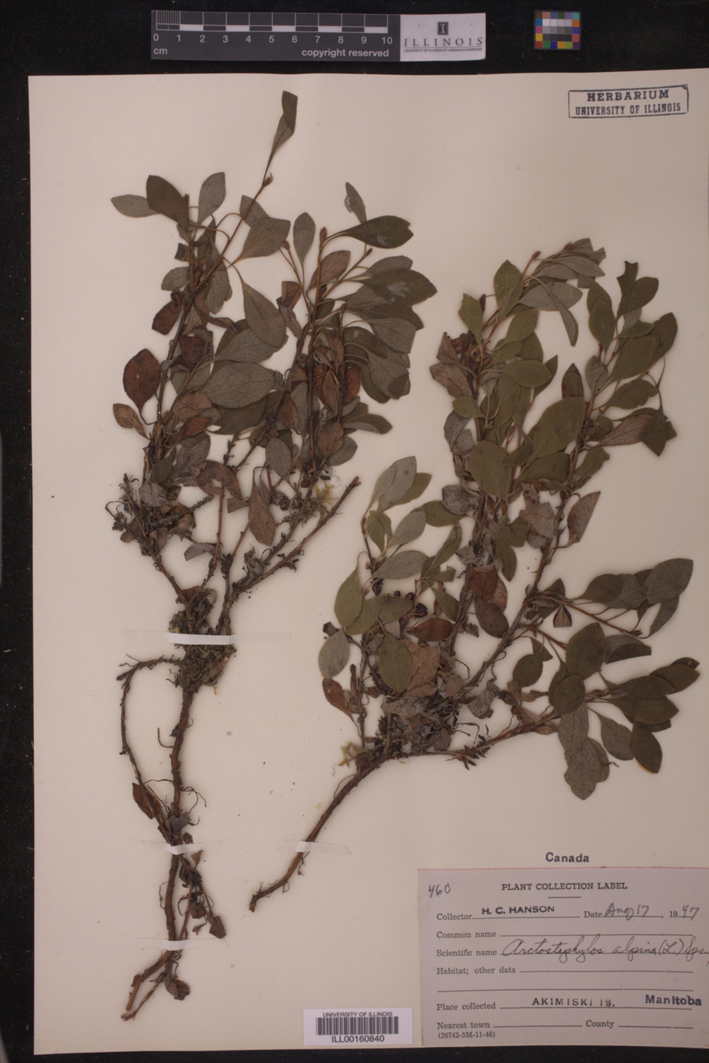 Arctous alpina image