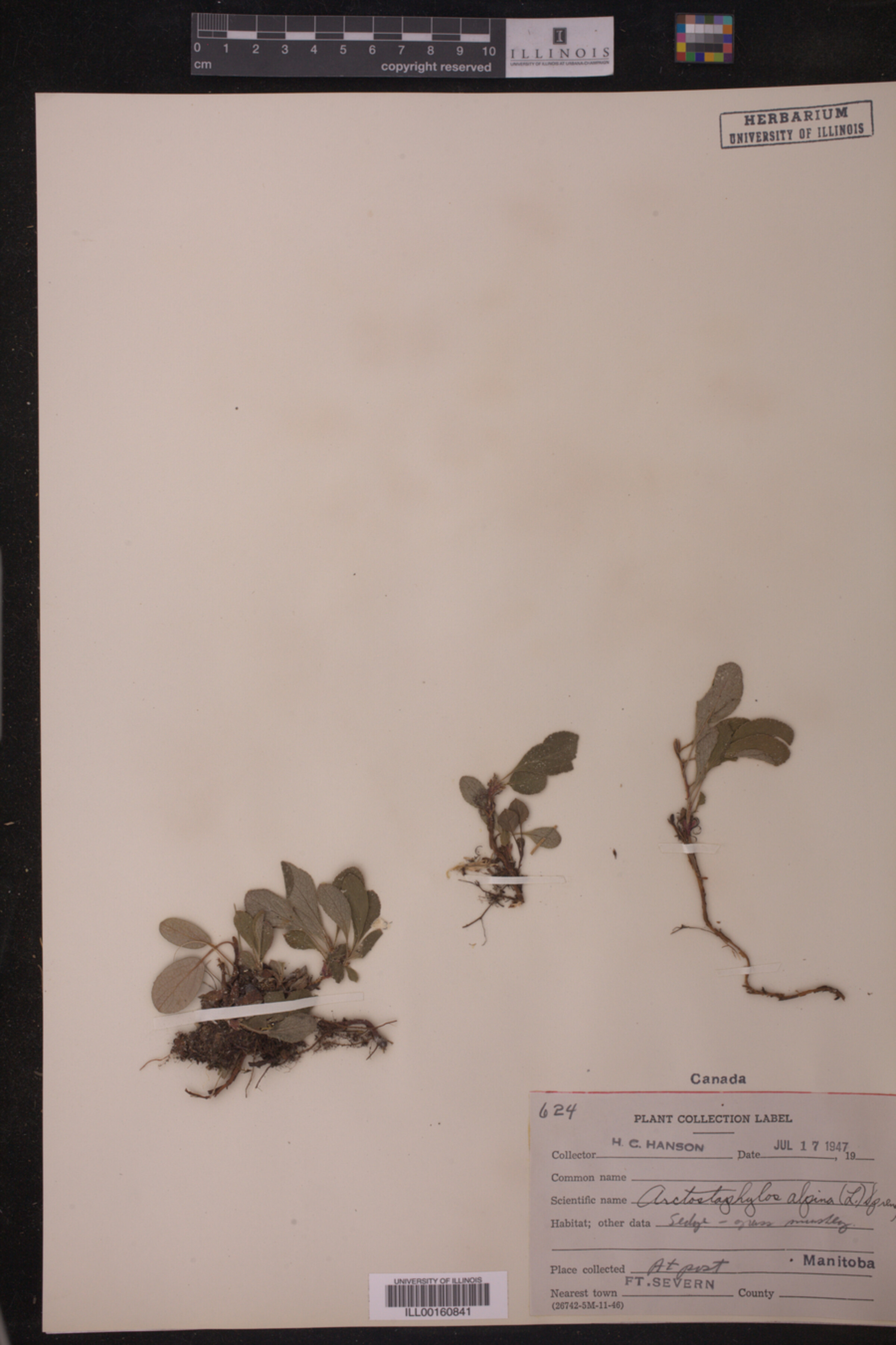 Arctous alpina image