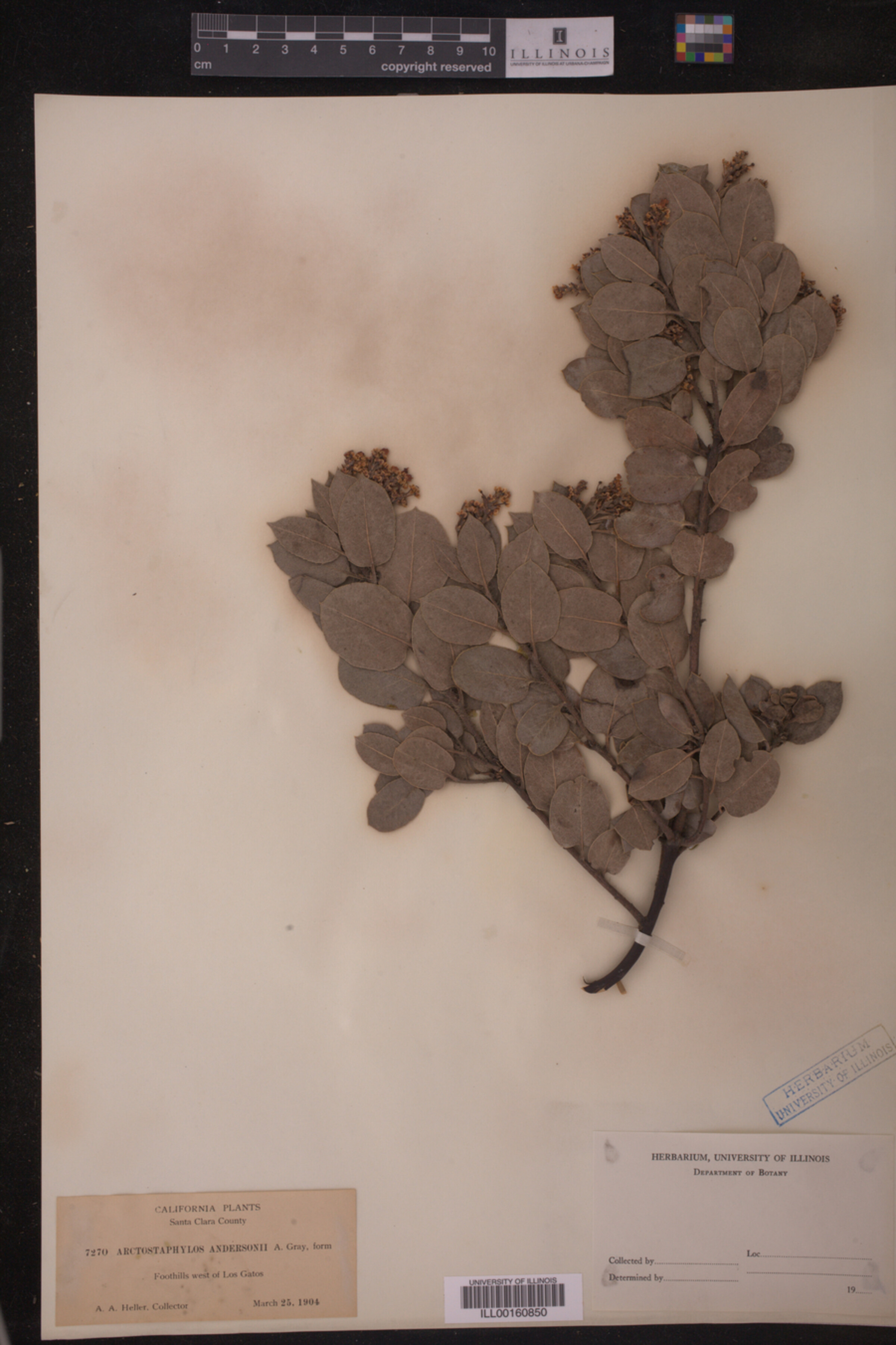 Arctostaphylos andersonii image