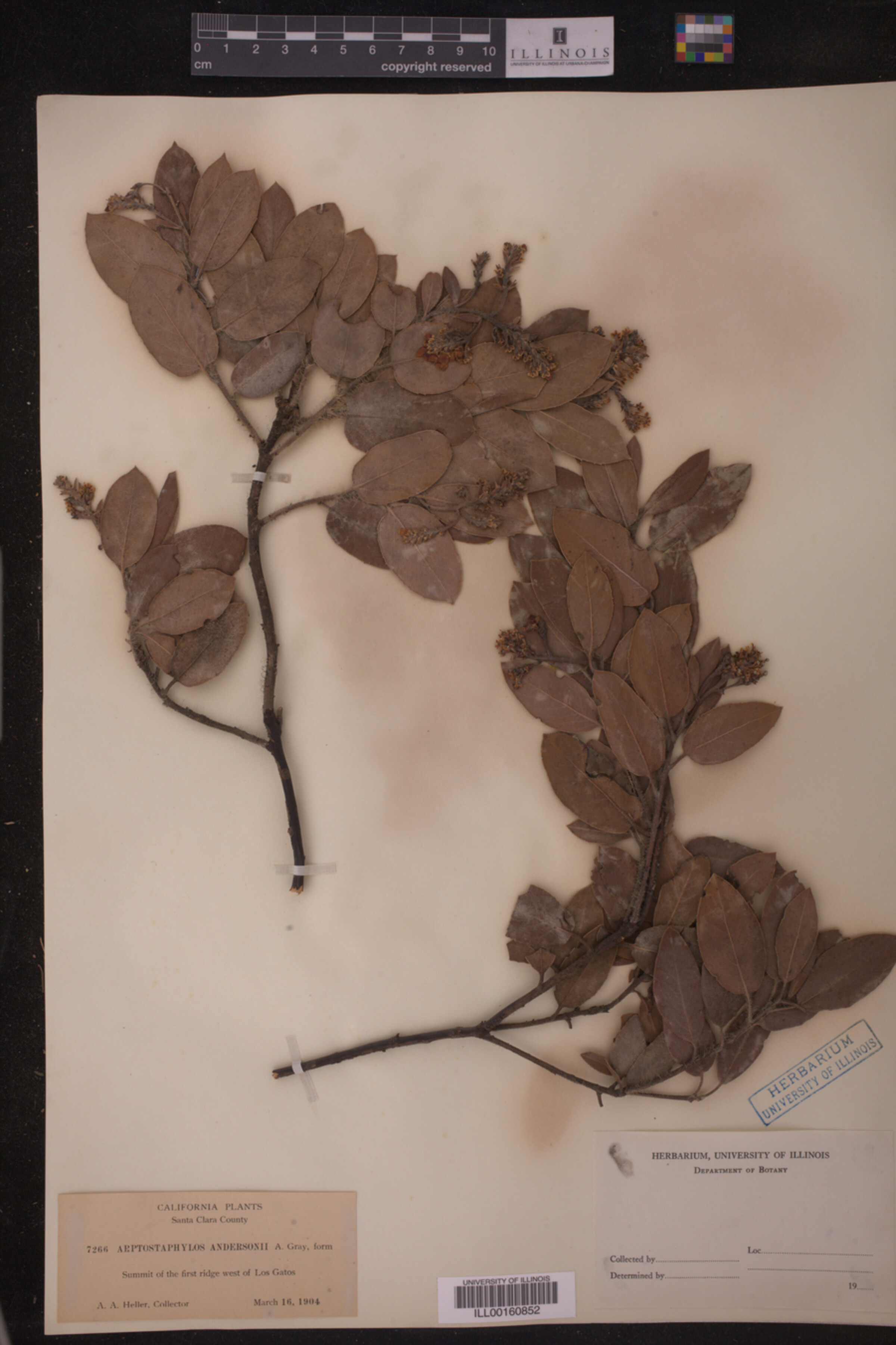Arctostaphylos andersonii image