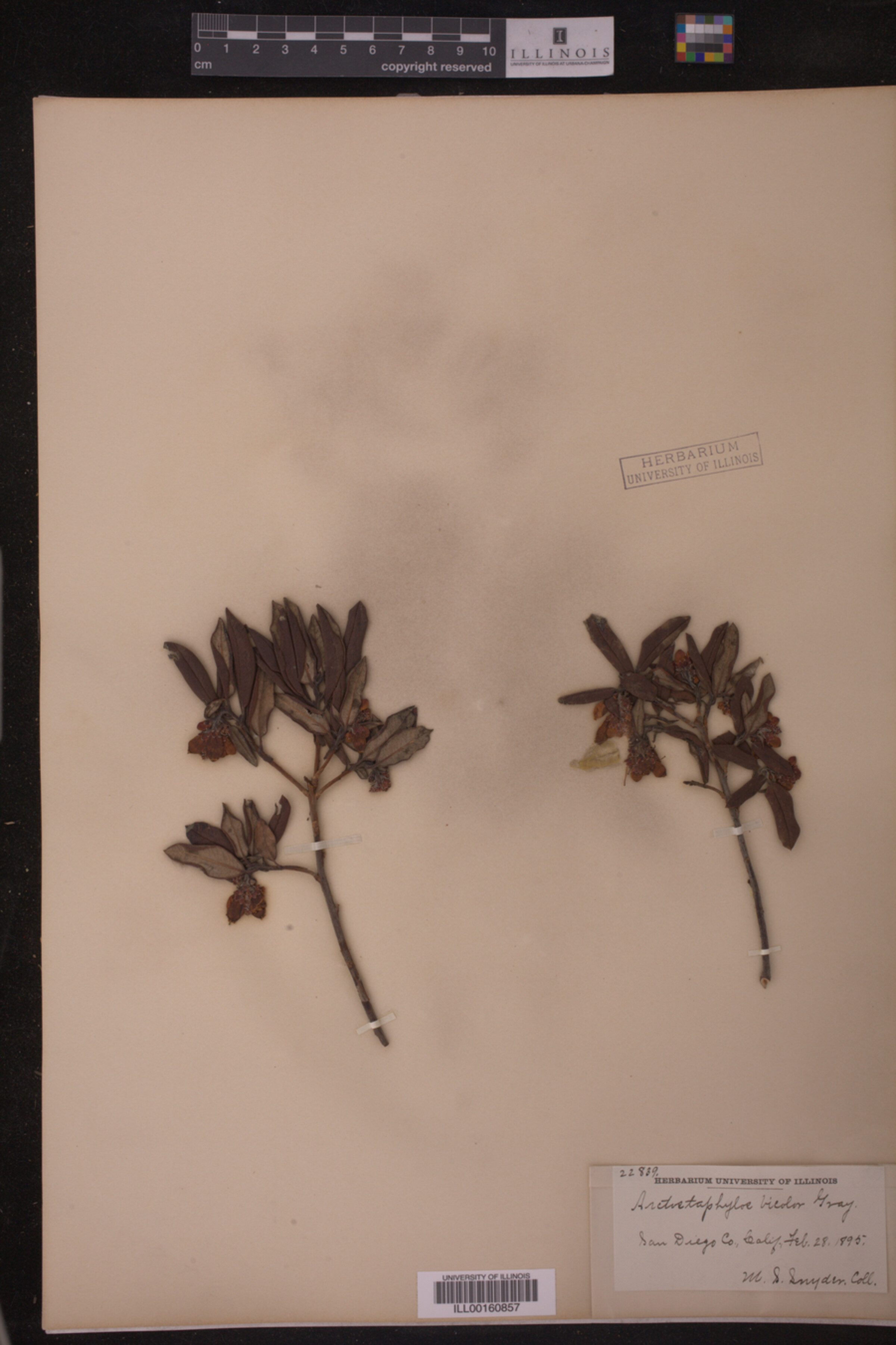 Arctostaphylos bicolor image