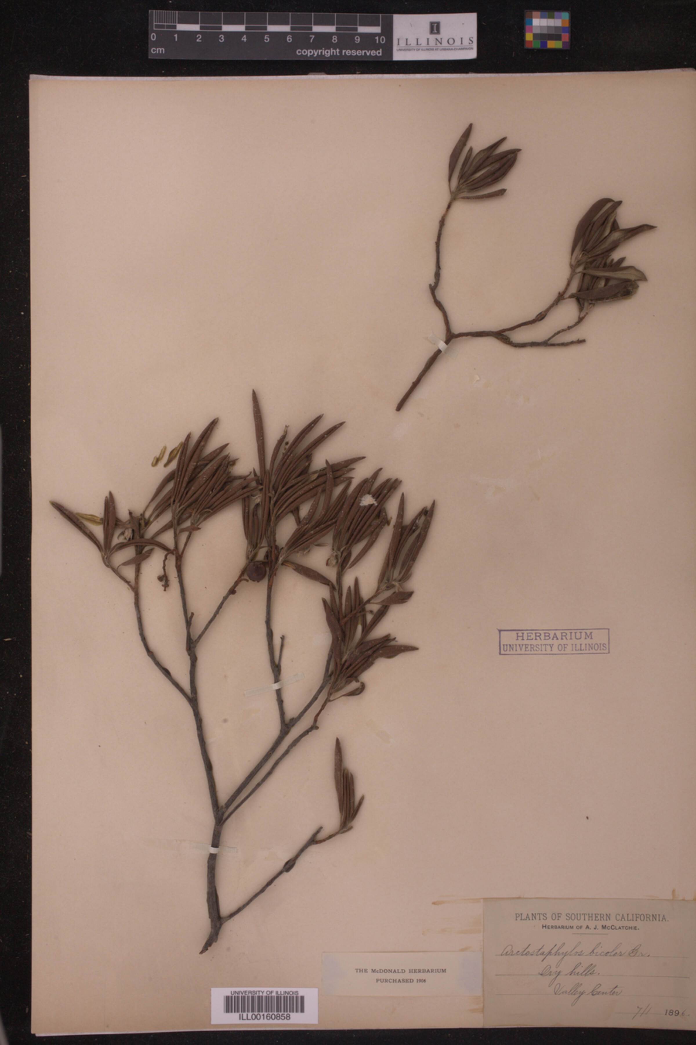 Arctostaphylos bicolor image