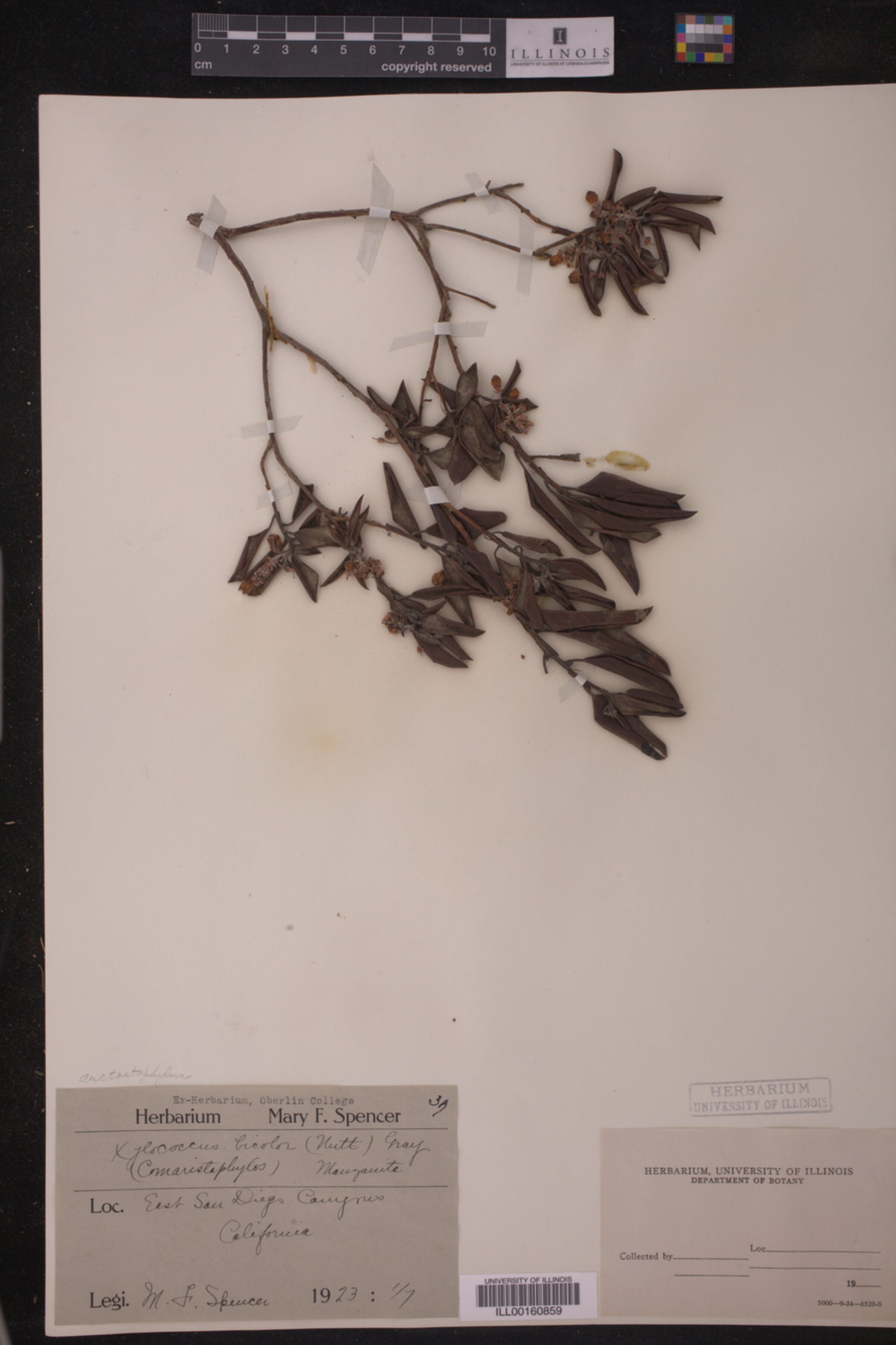 Arctostaphylos bicolor image