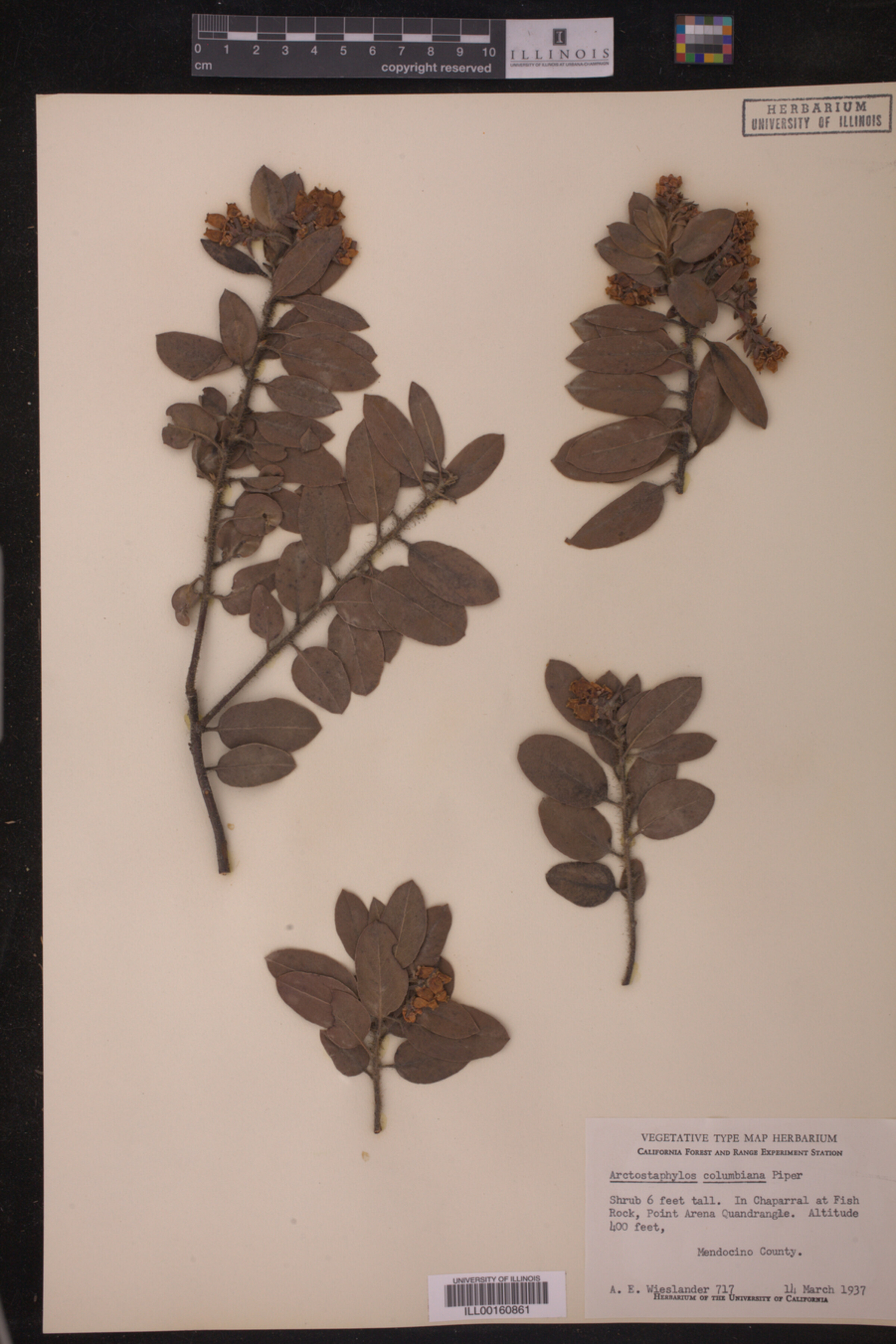 Arctostaphylos columbiana image