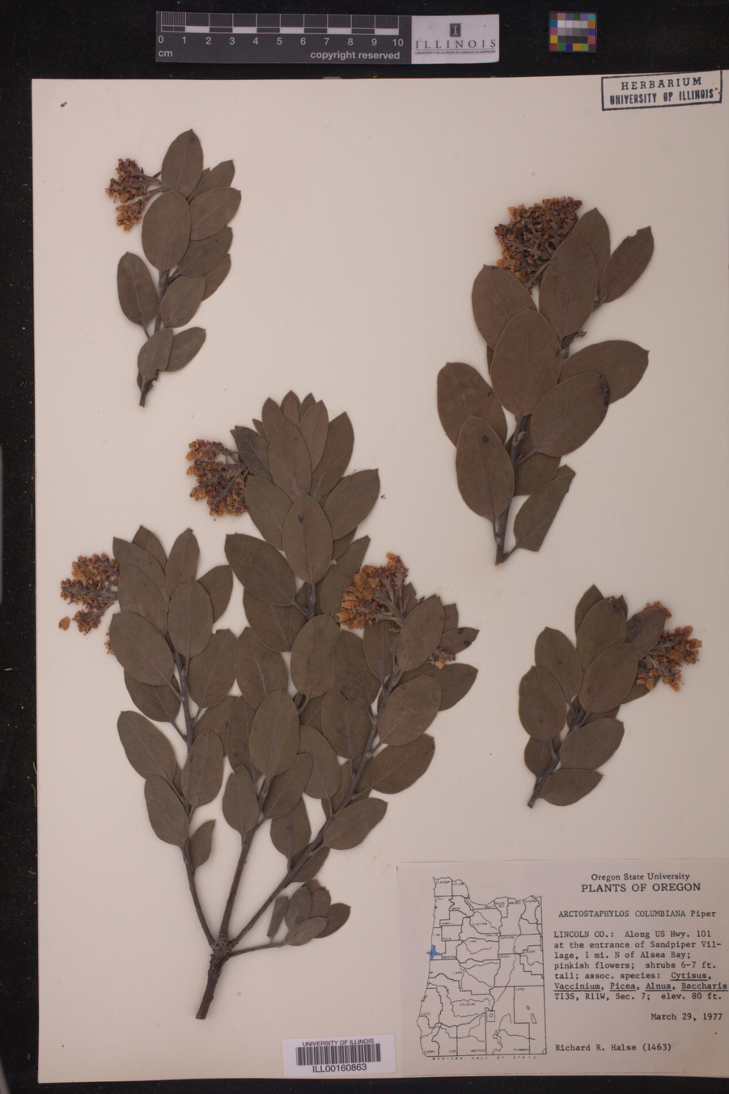 Arctostaphylos columbiana image