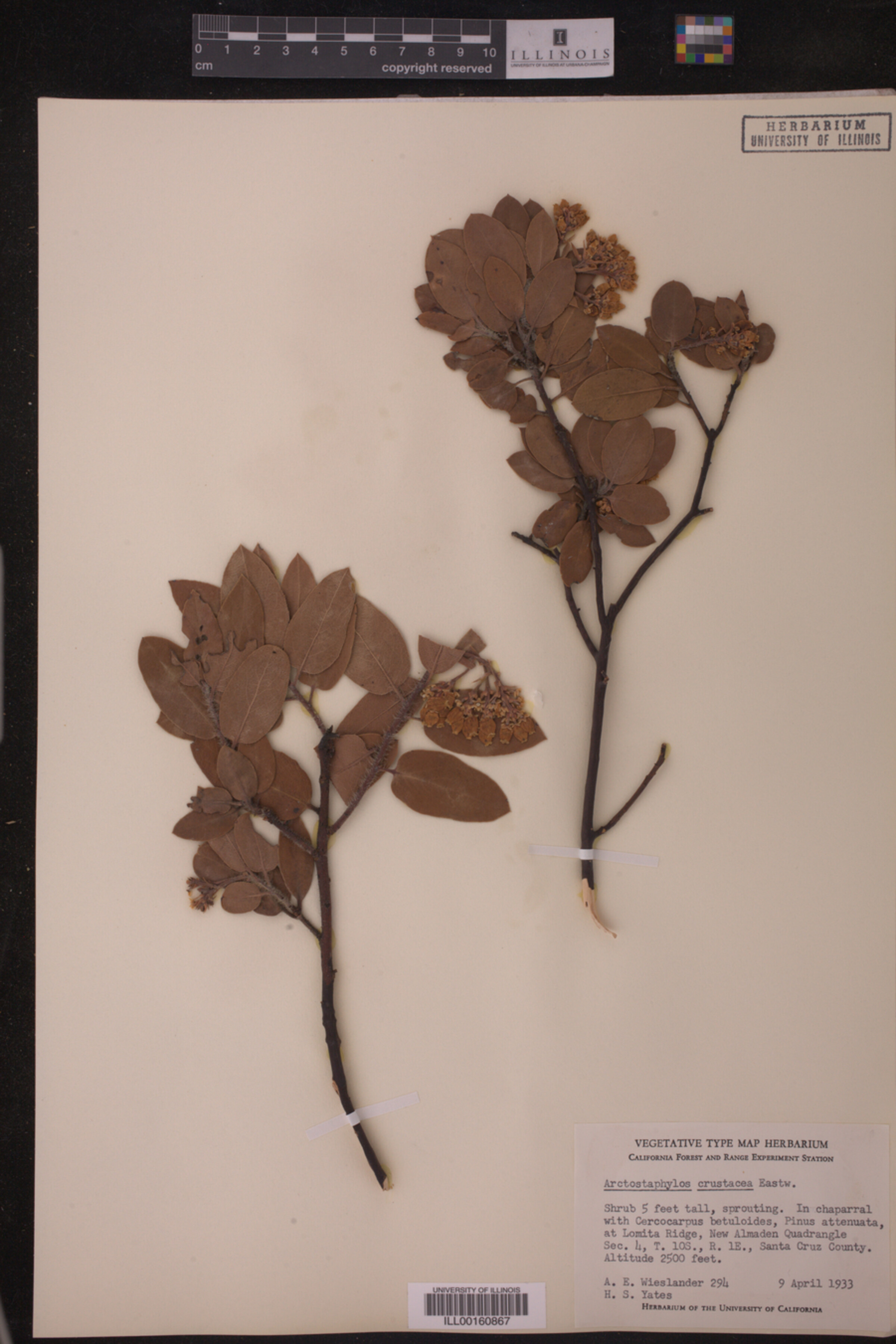 Arctostaphylos tomentosa image