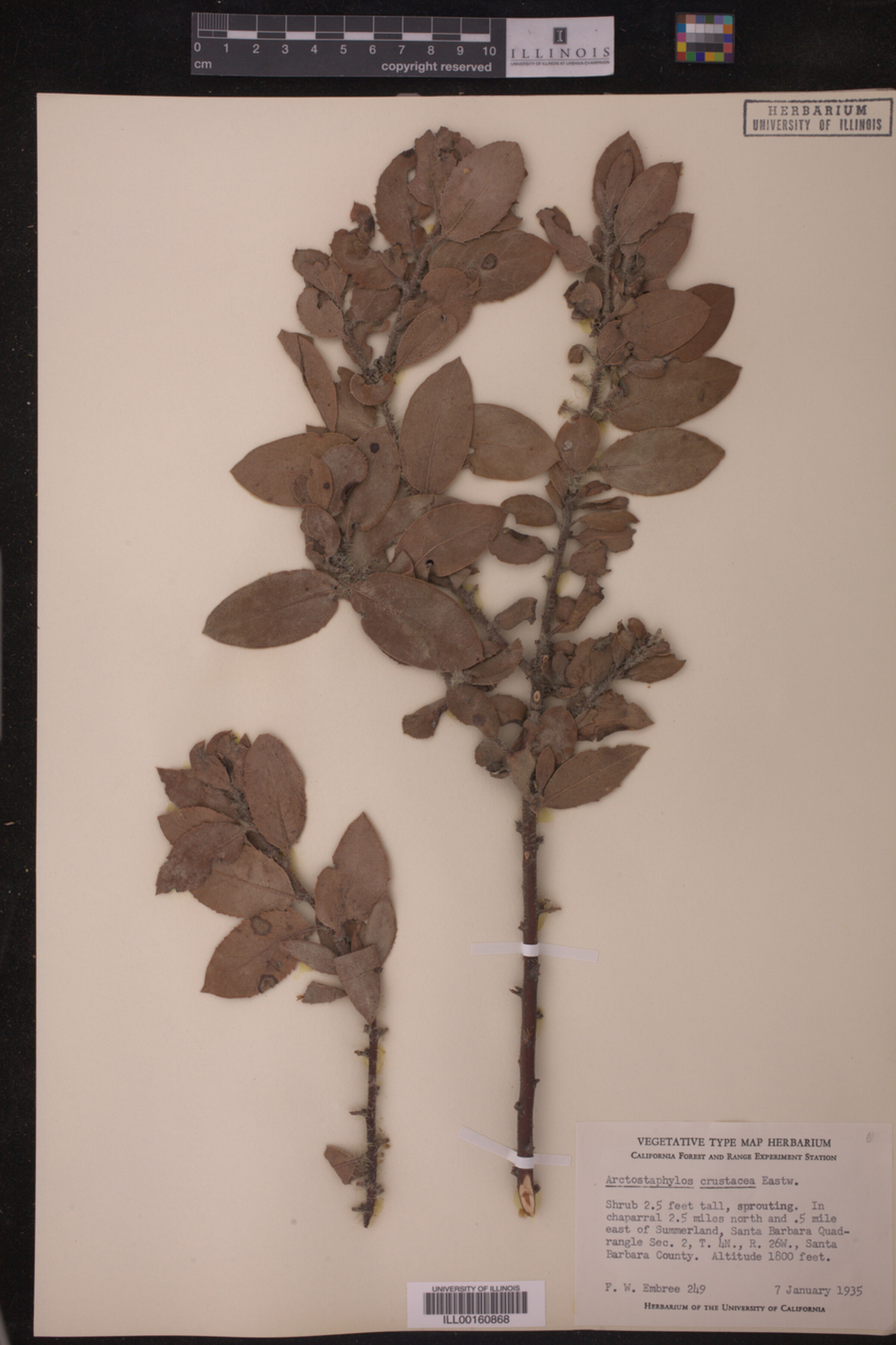 Arctostaphylos tomentosa subsp. crustacea image