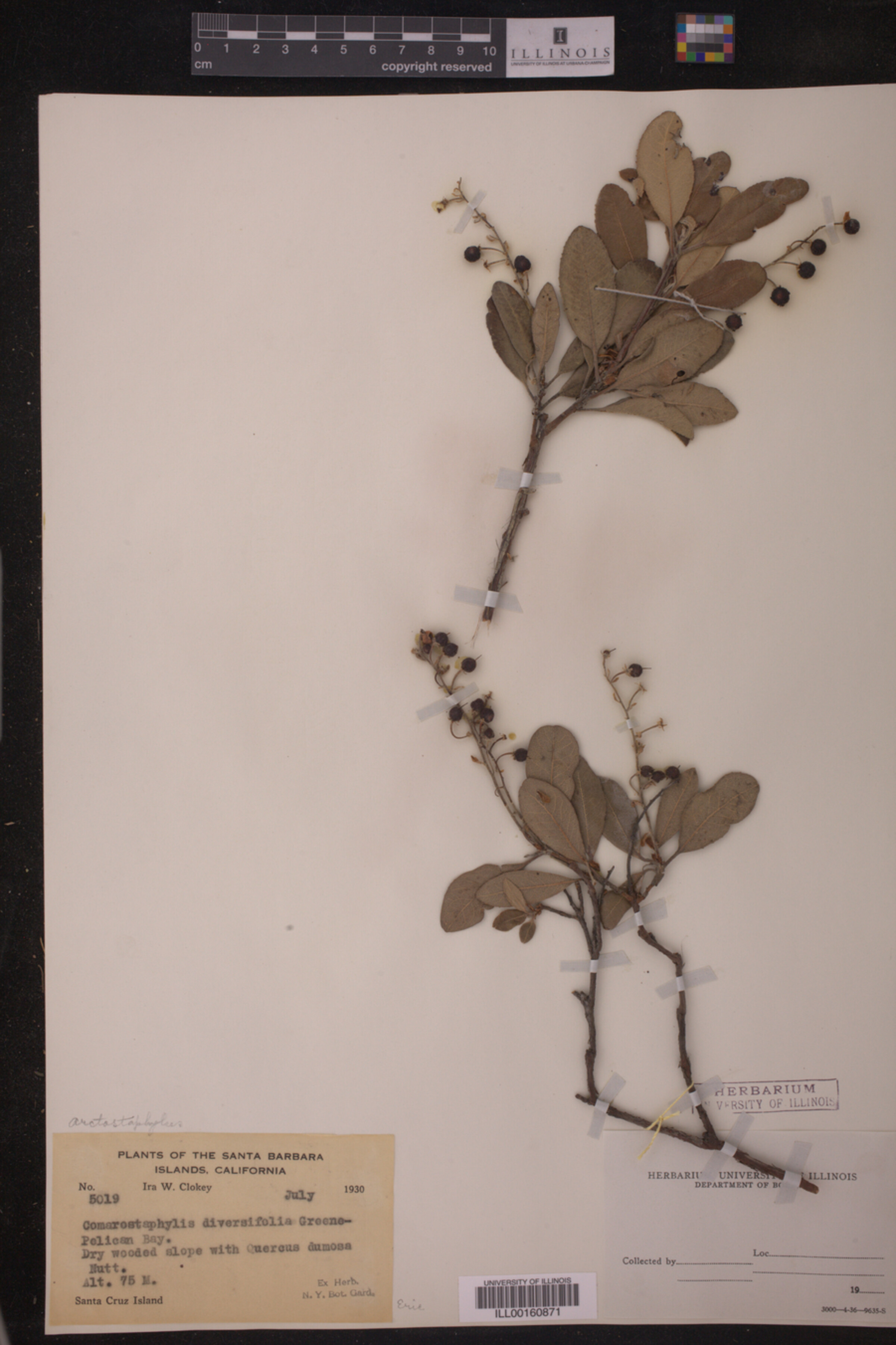 Comarostaphylis diversifolia image