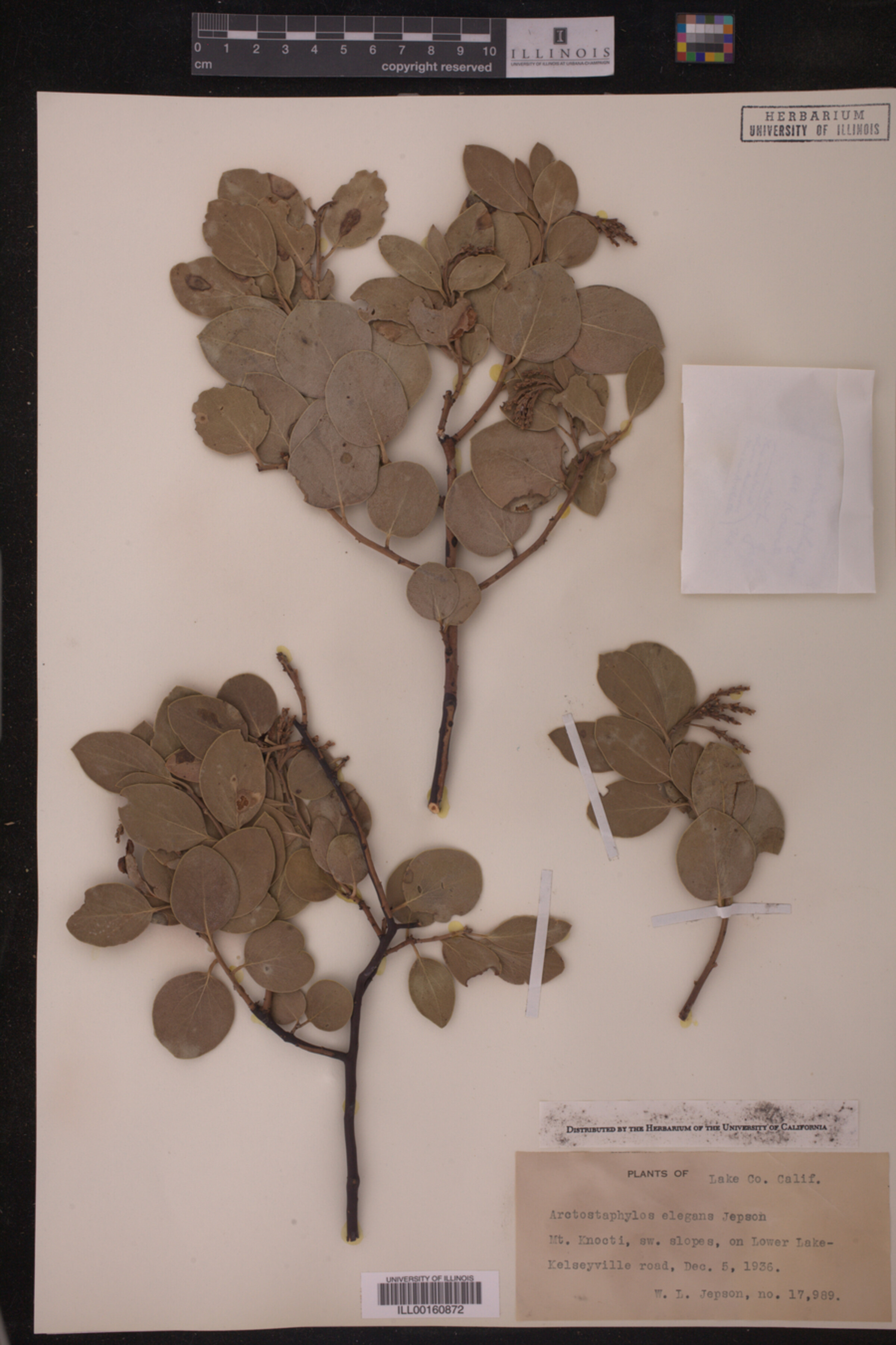 Arctostaphylos elegans image