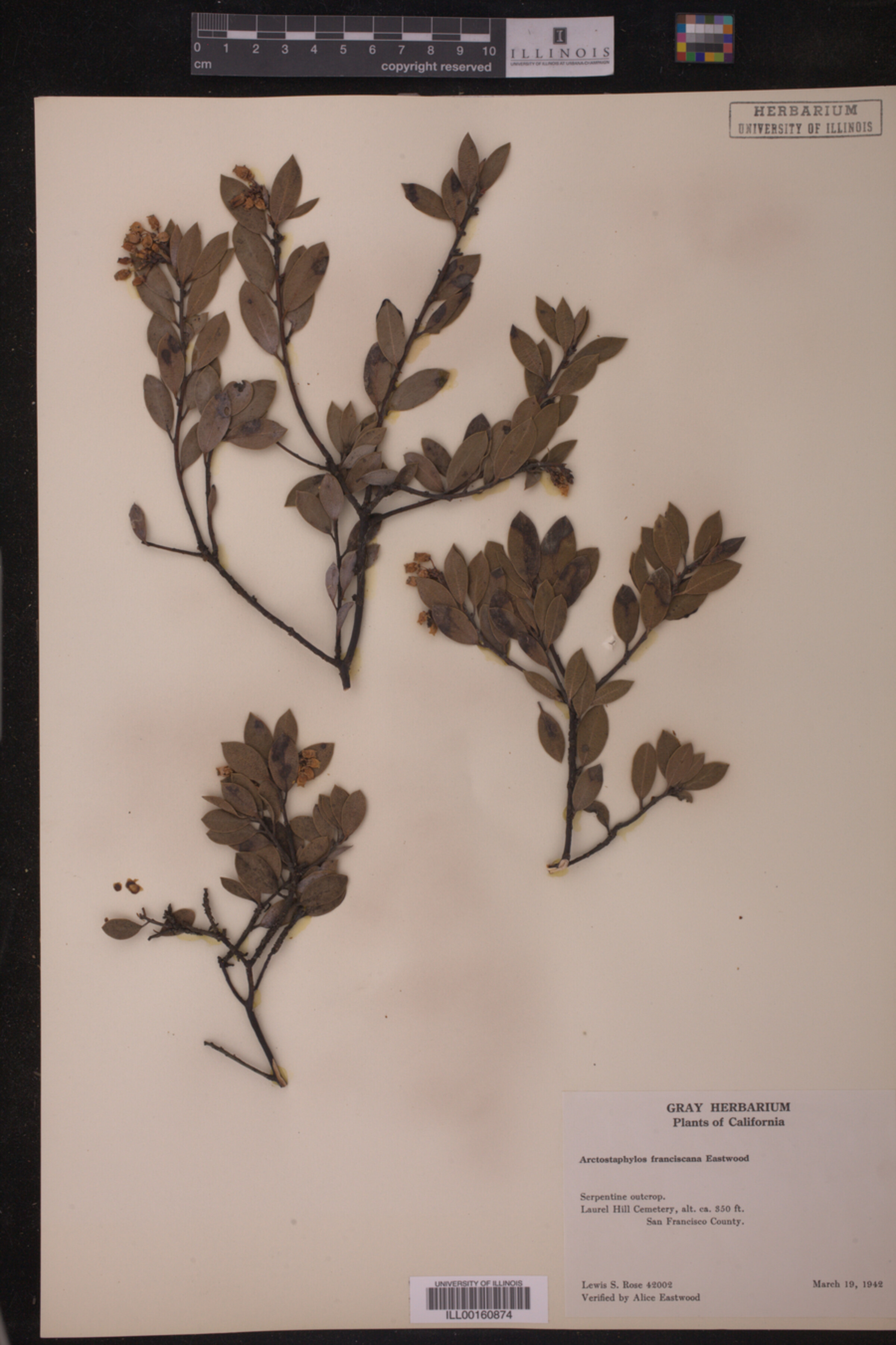 Arctostaphylos hookeri image