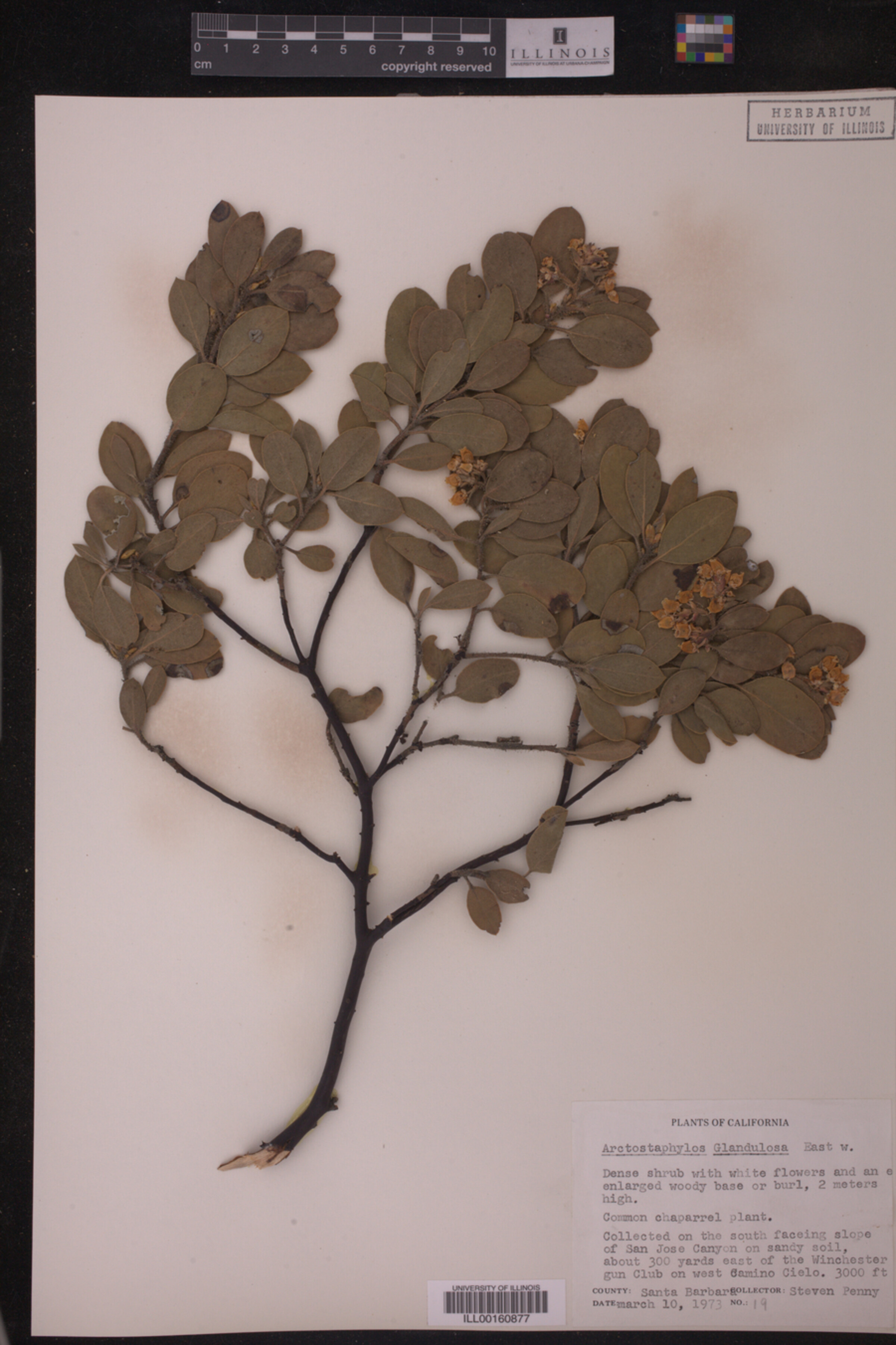 Arctostaphylos glandulosa image