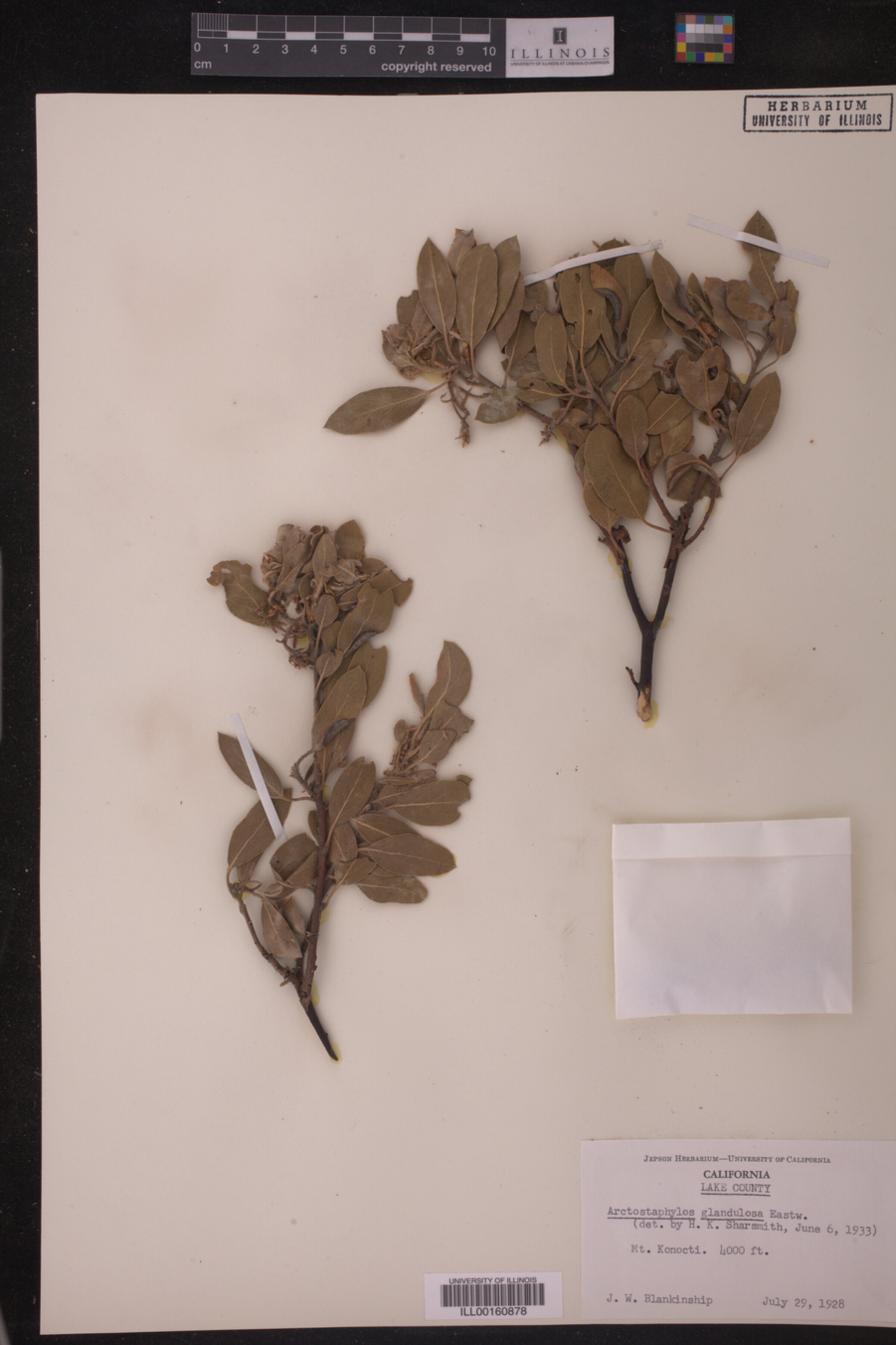 Arctostaphylos glandulosa image