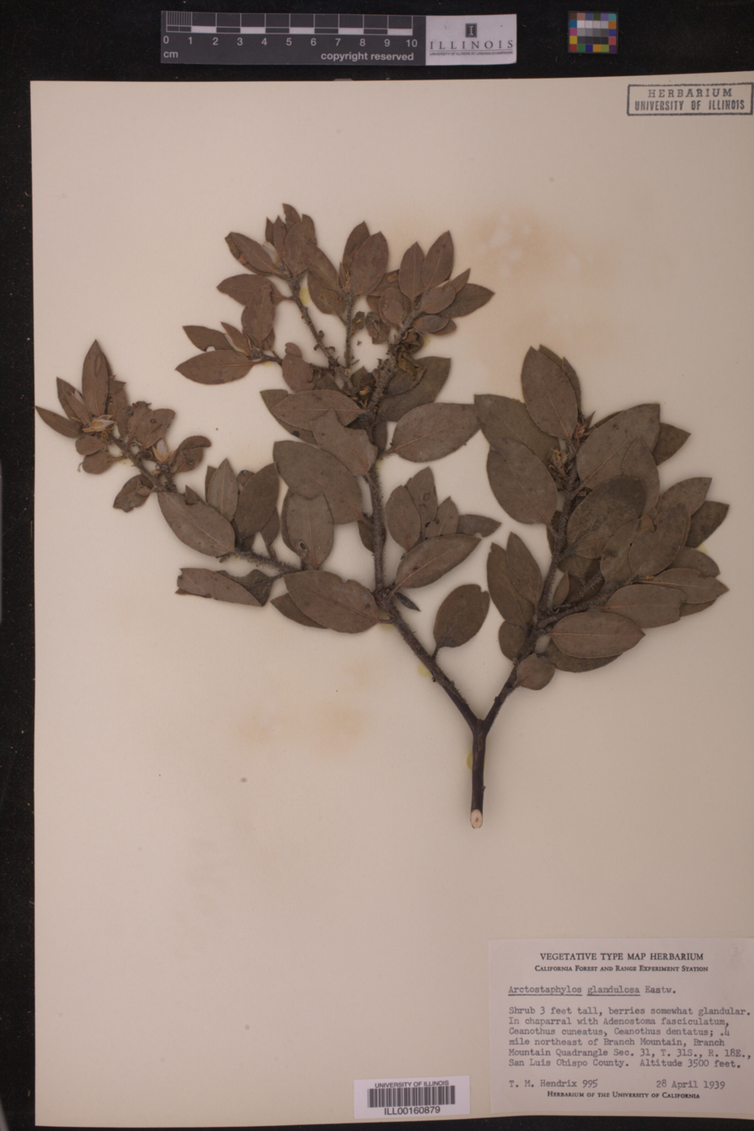 Arctostaphylos glandulosa image