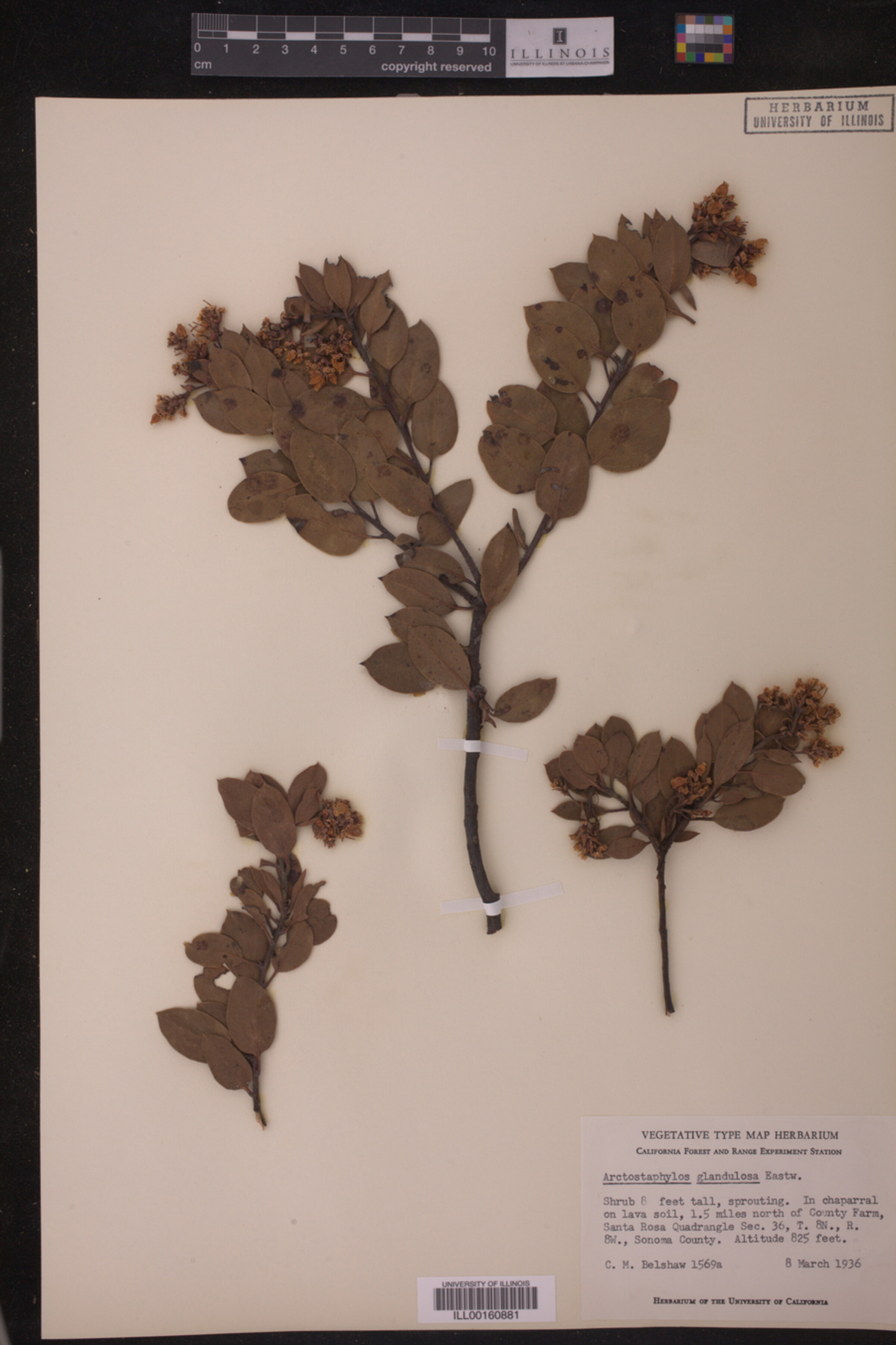 Arctostaphylos glandulosa image