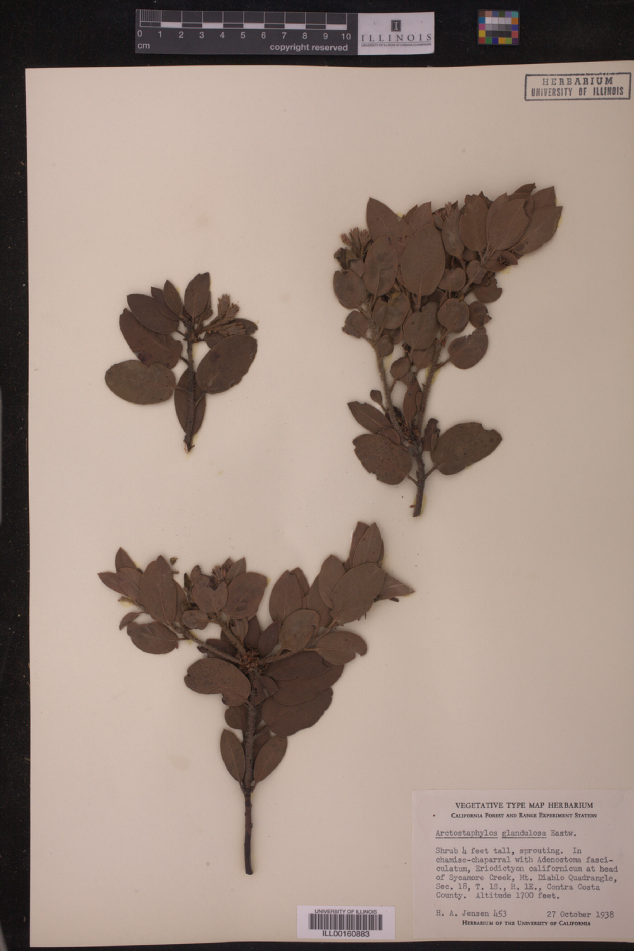 Arctostaphylos glandulosa image