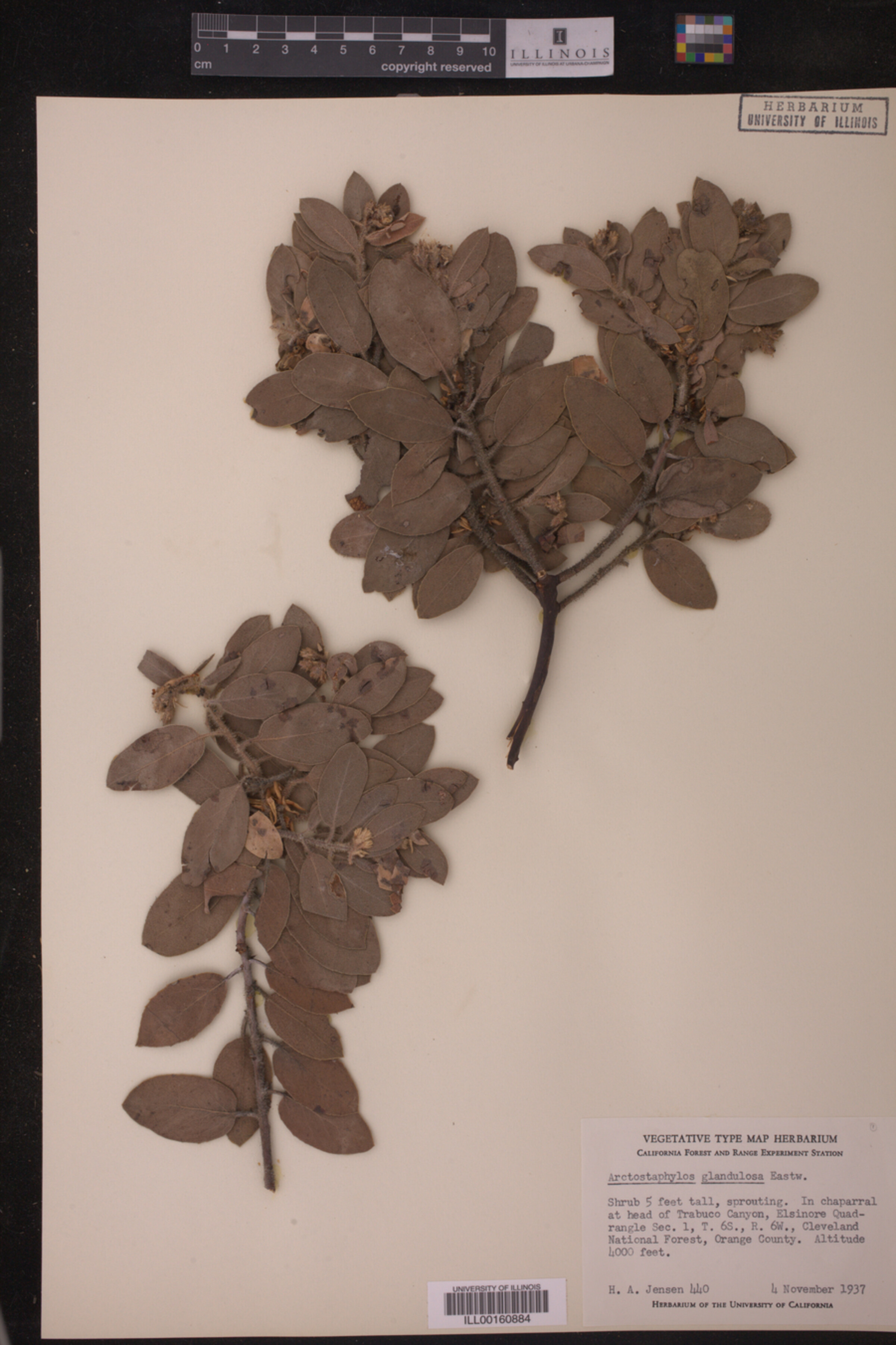 Arctostaphylos glandulosa image