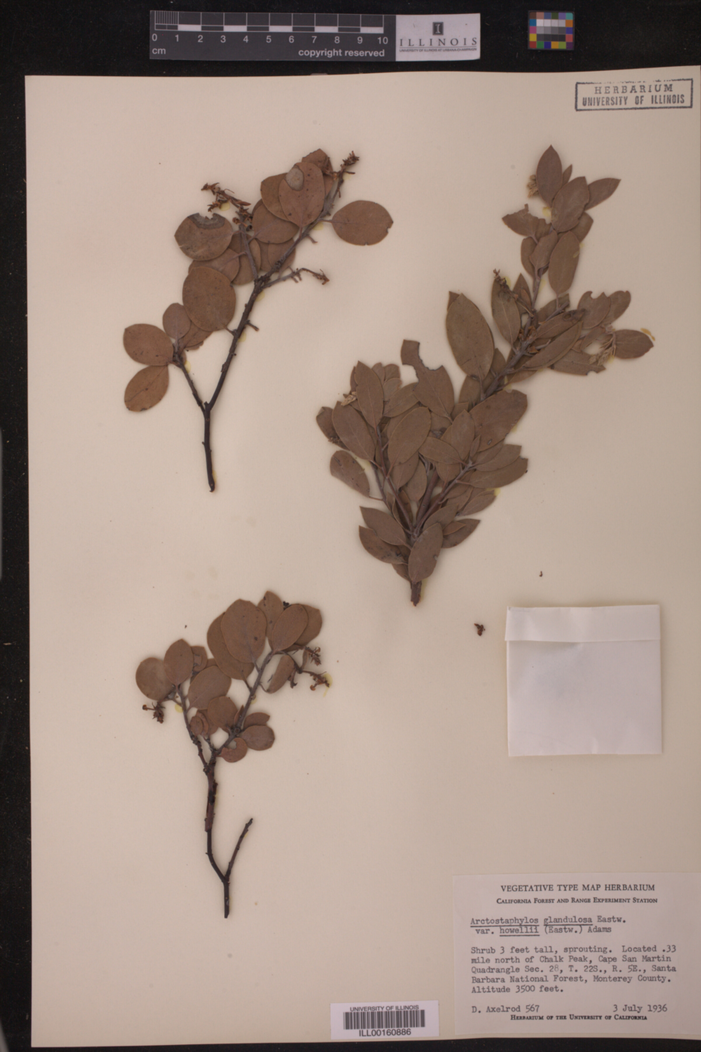 Arctostaphylos glandulosa var. howellii image