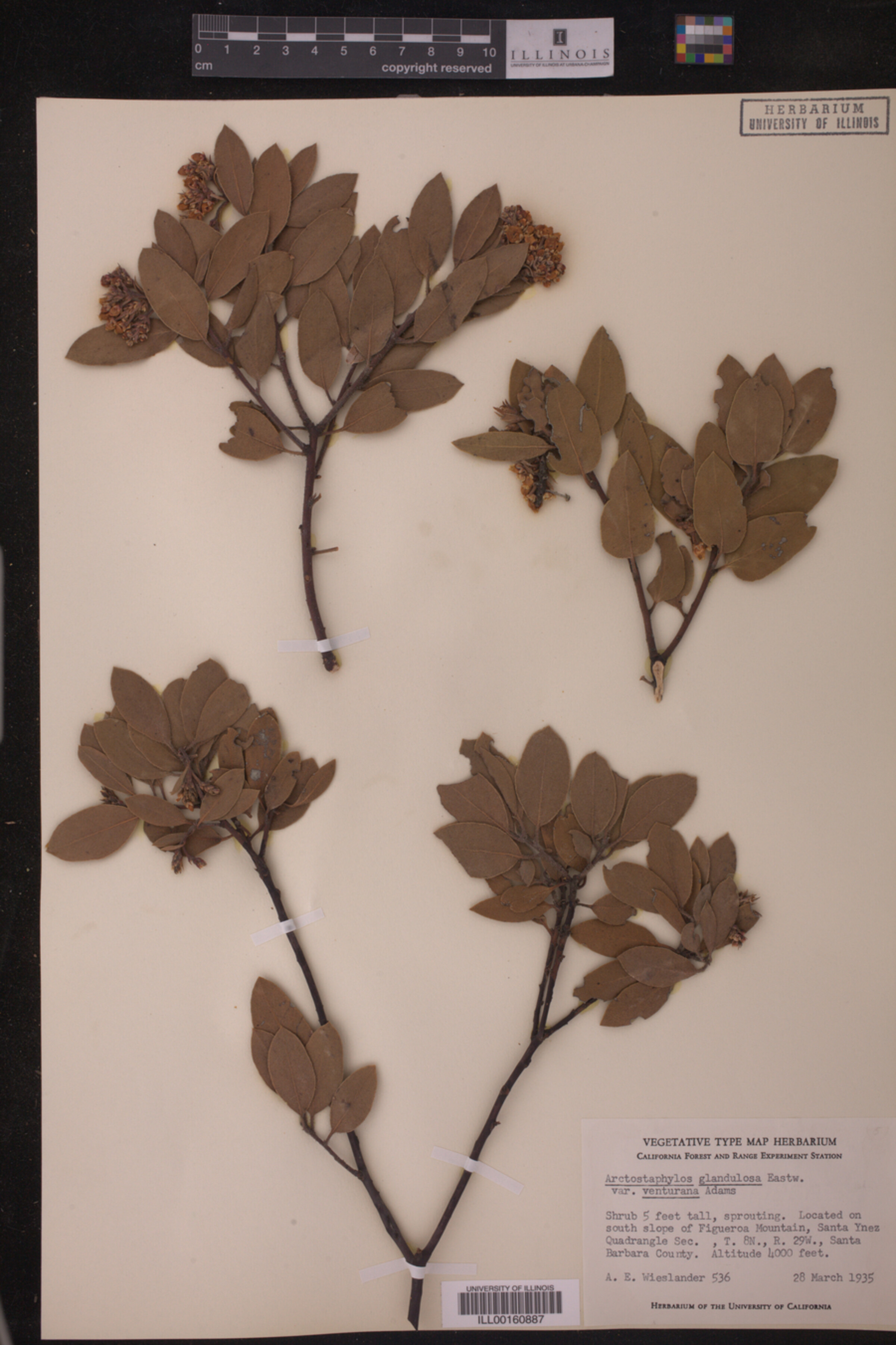 Arctostaphylos glandulosa var. venturana image