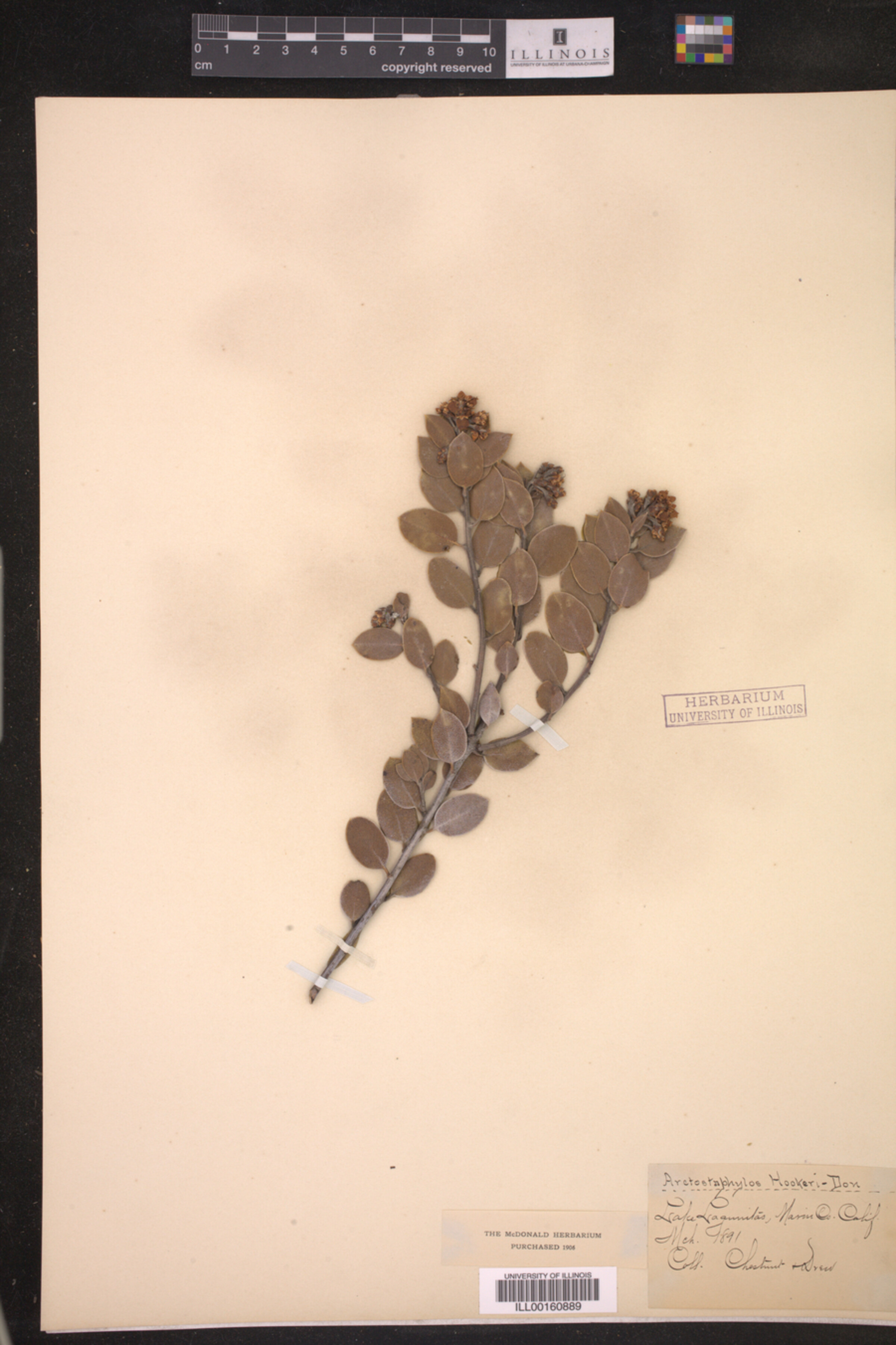 Arctostaphylos hookeri image