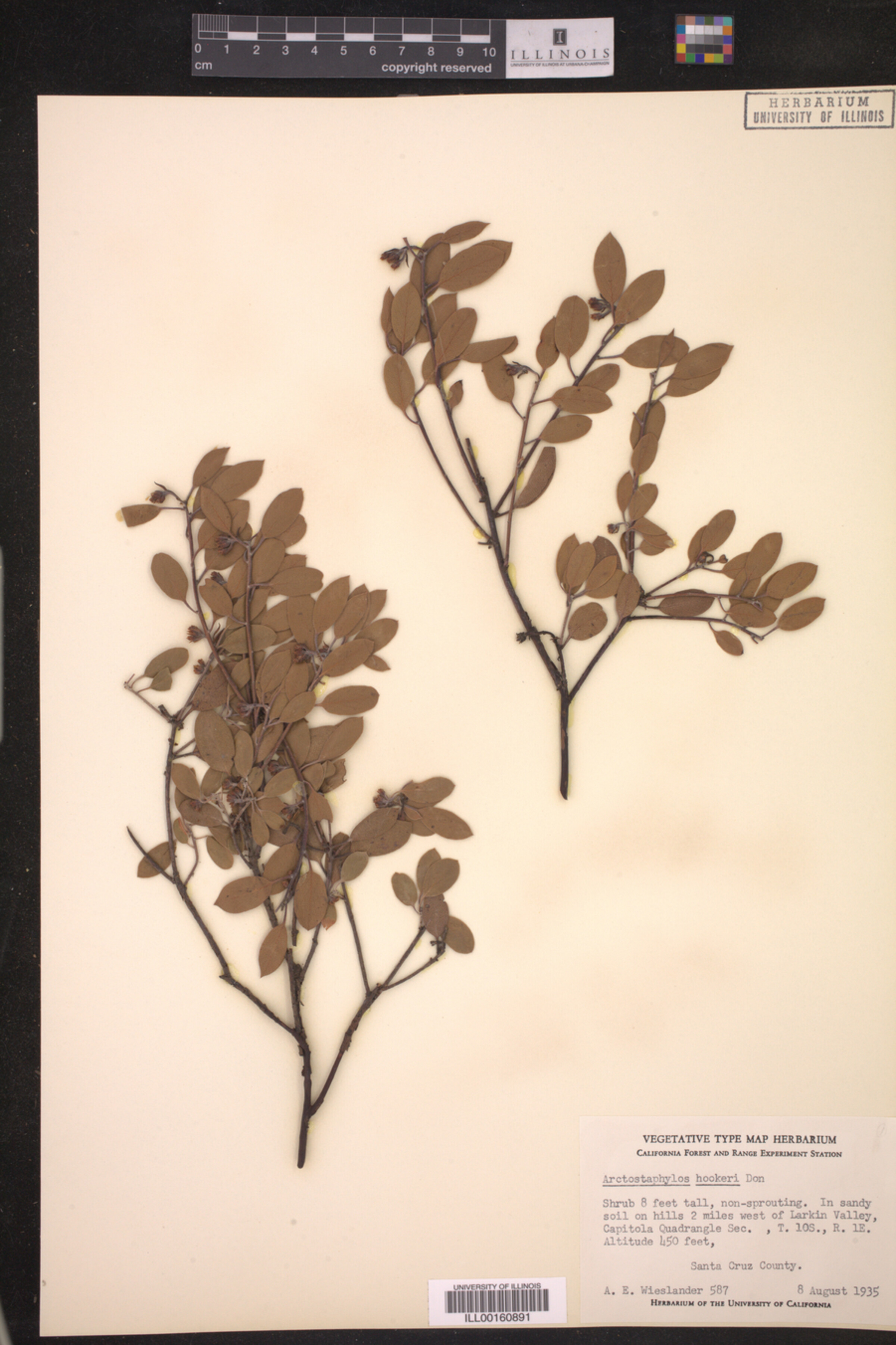 Arctostaphylos hookeri image