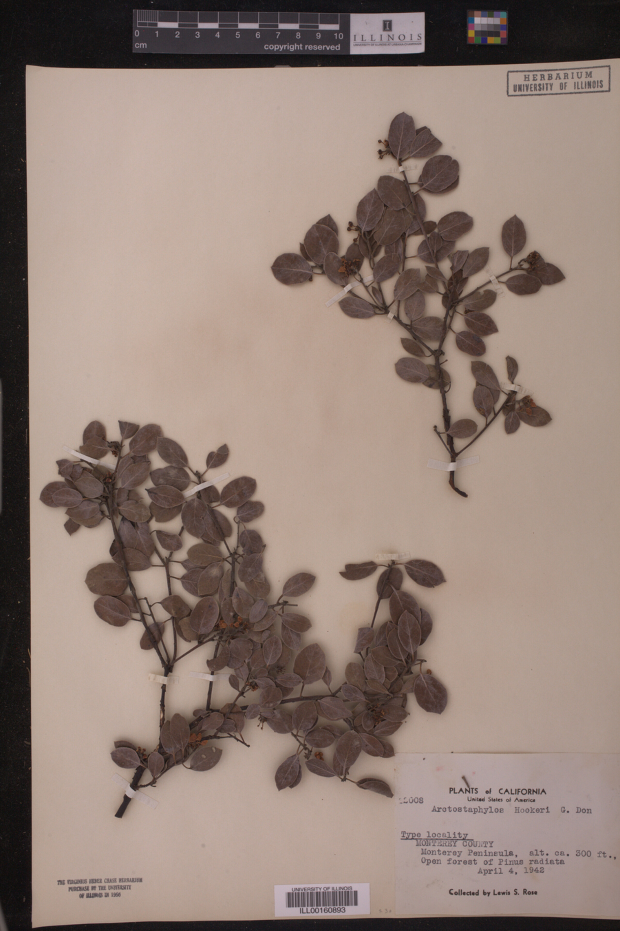 Arctostaphylos hookeri image