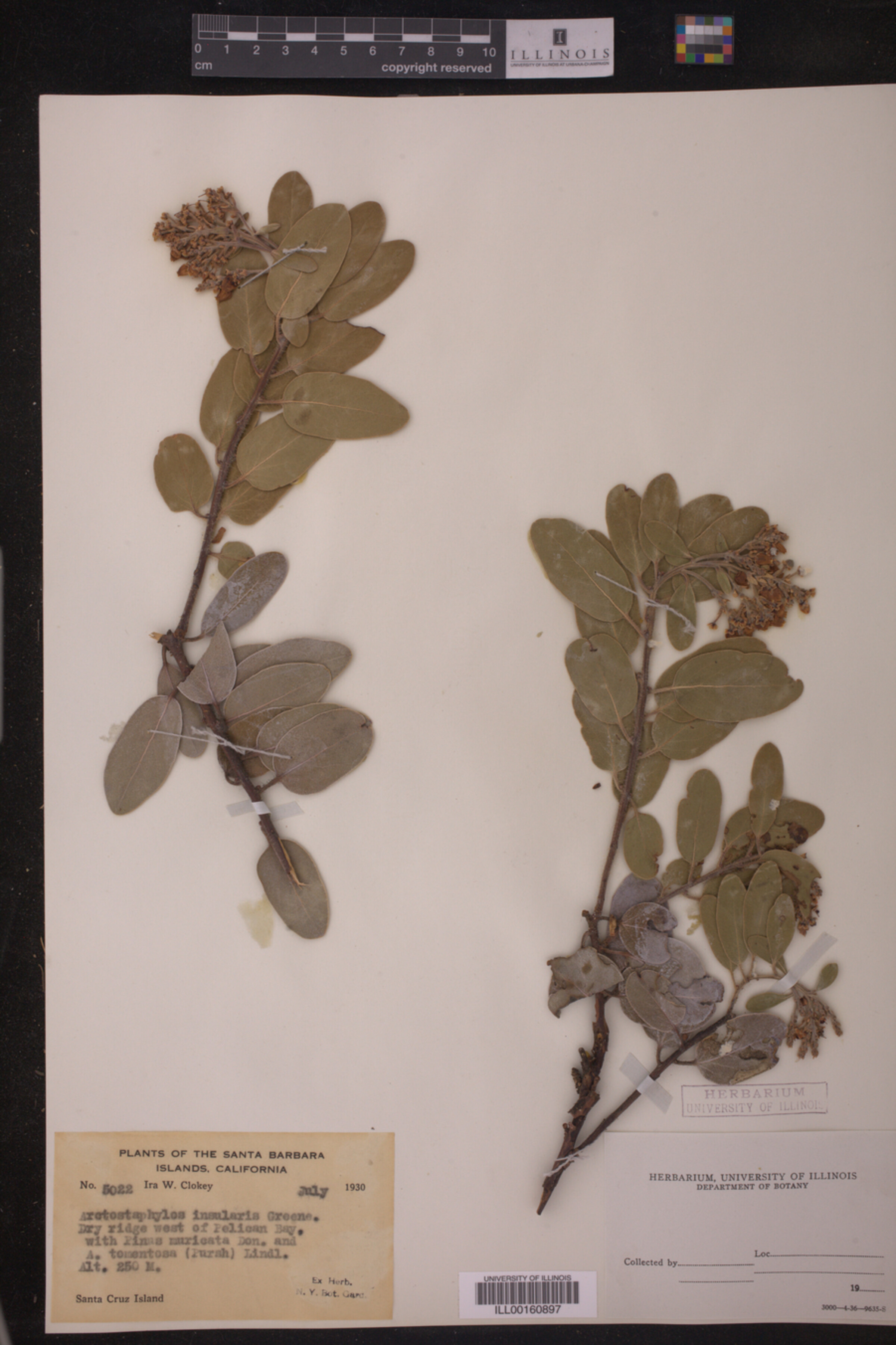 Arctostaphylos insularis image
