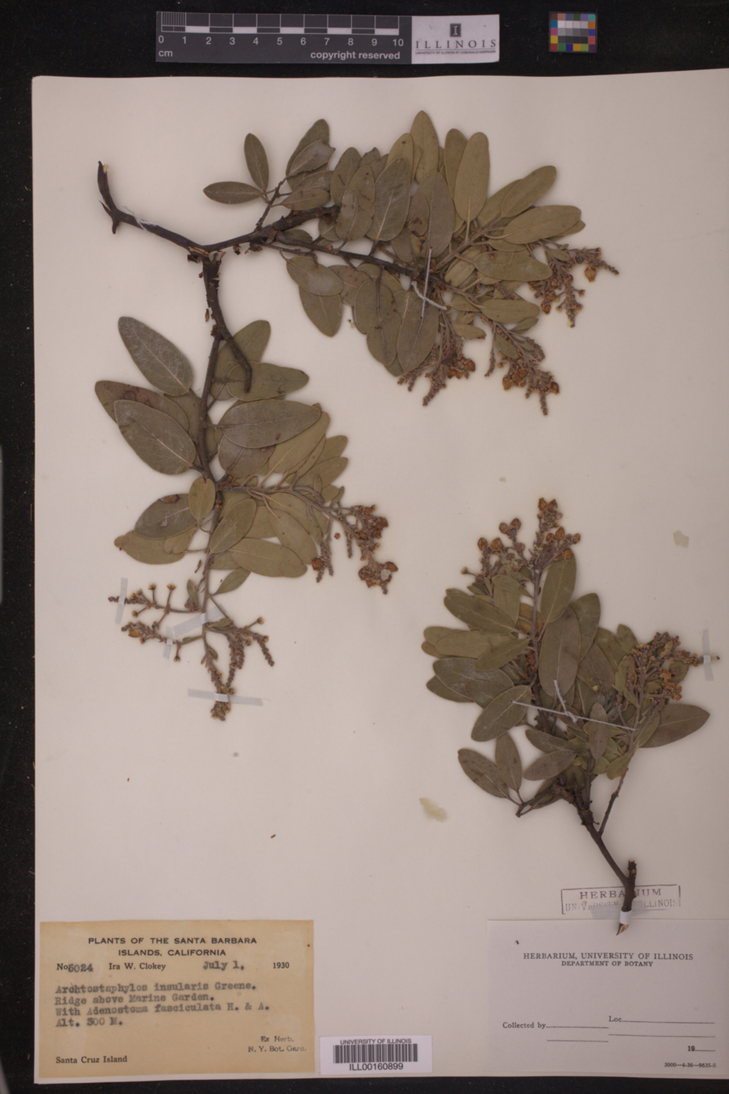 Arctostaphylos insularis image