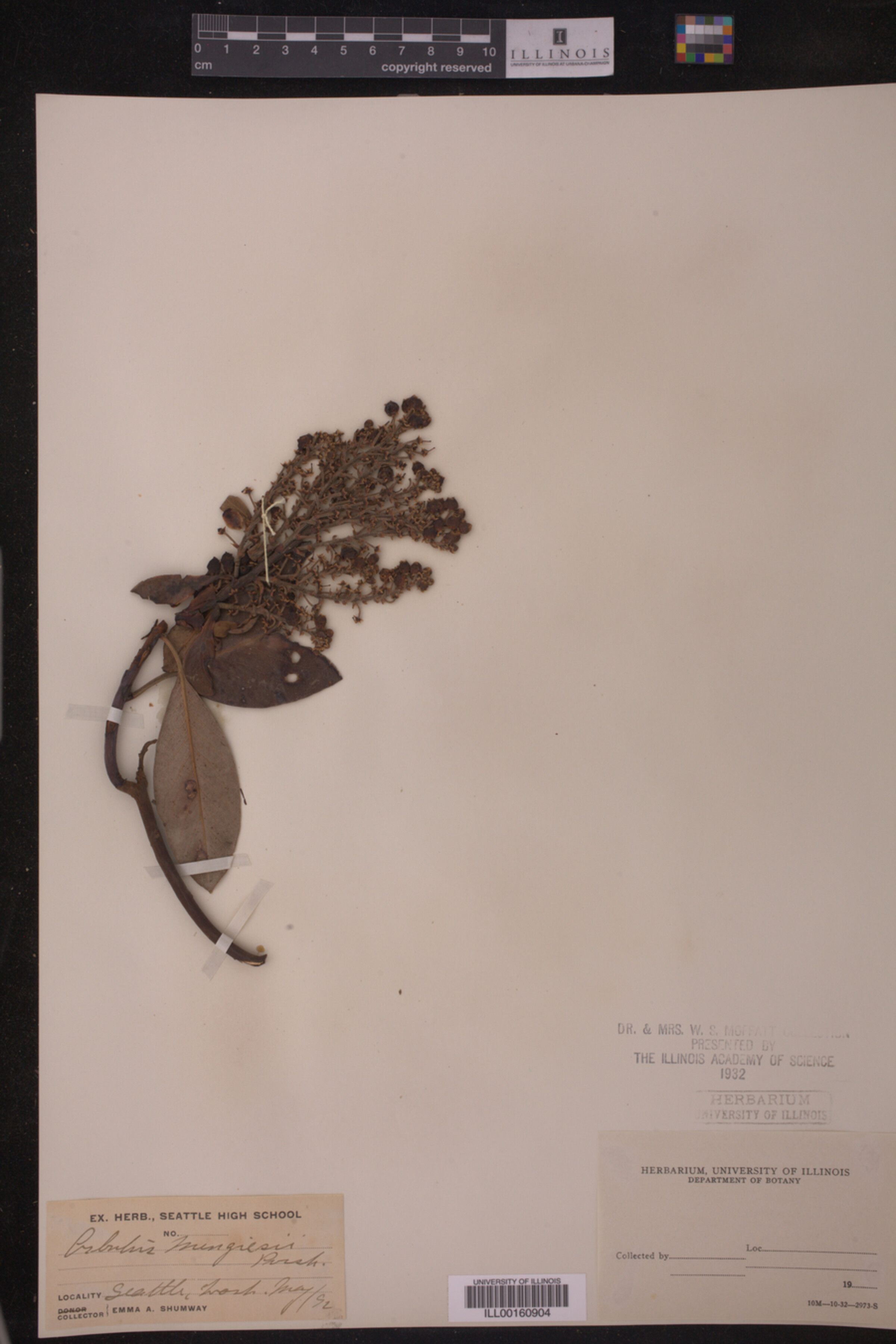Arctostaphylos manzanita image