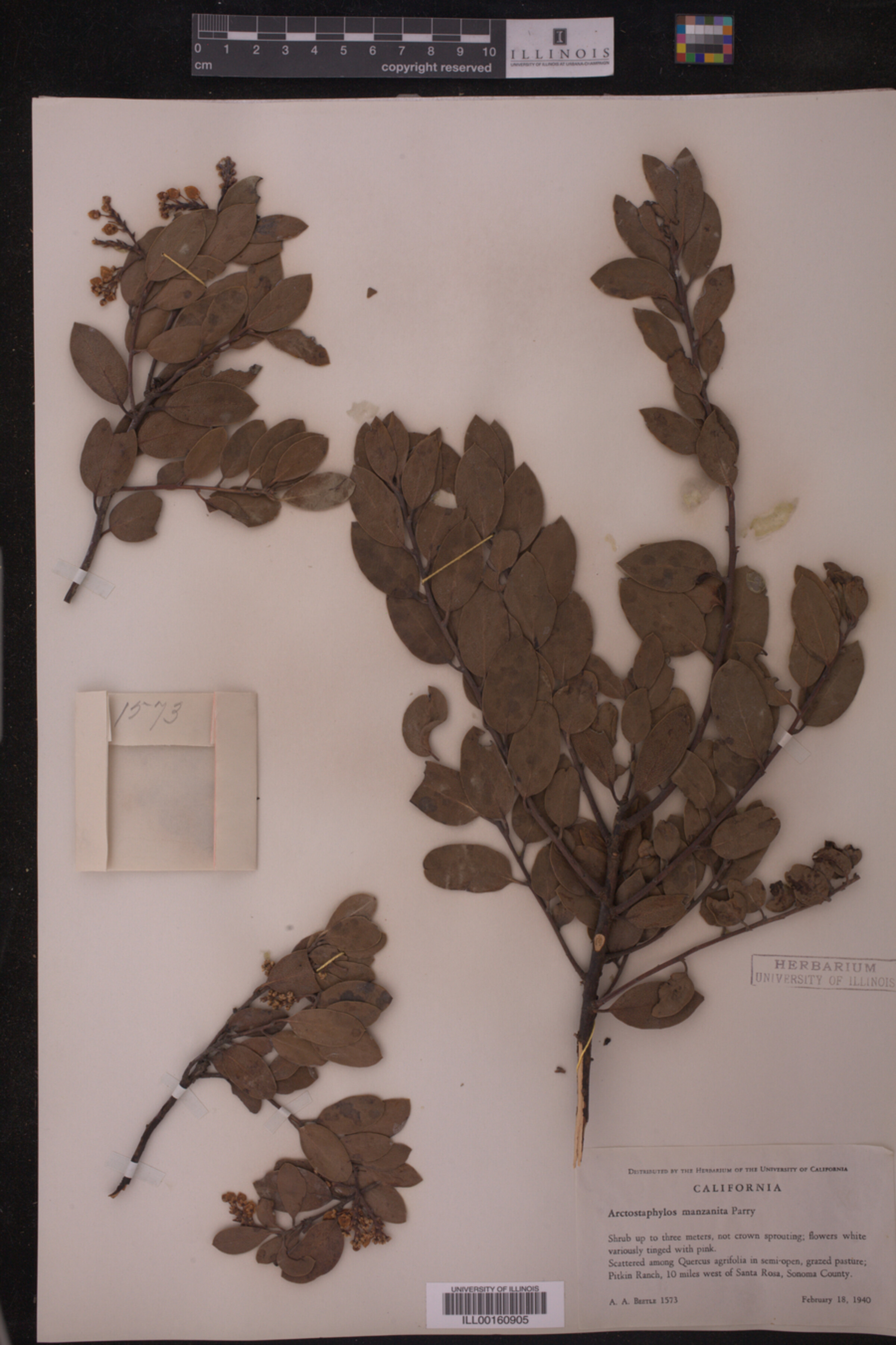 Arctostaphylos manzanita image