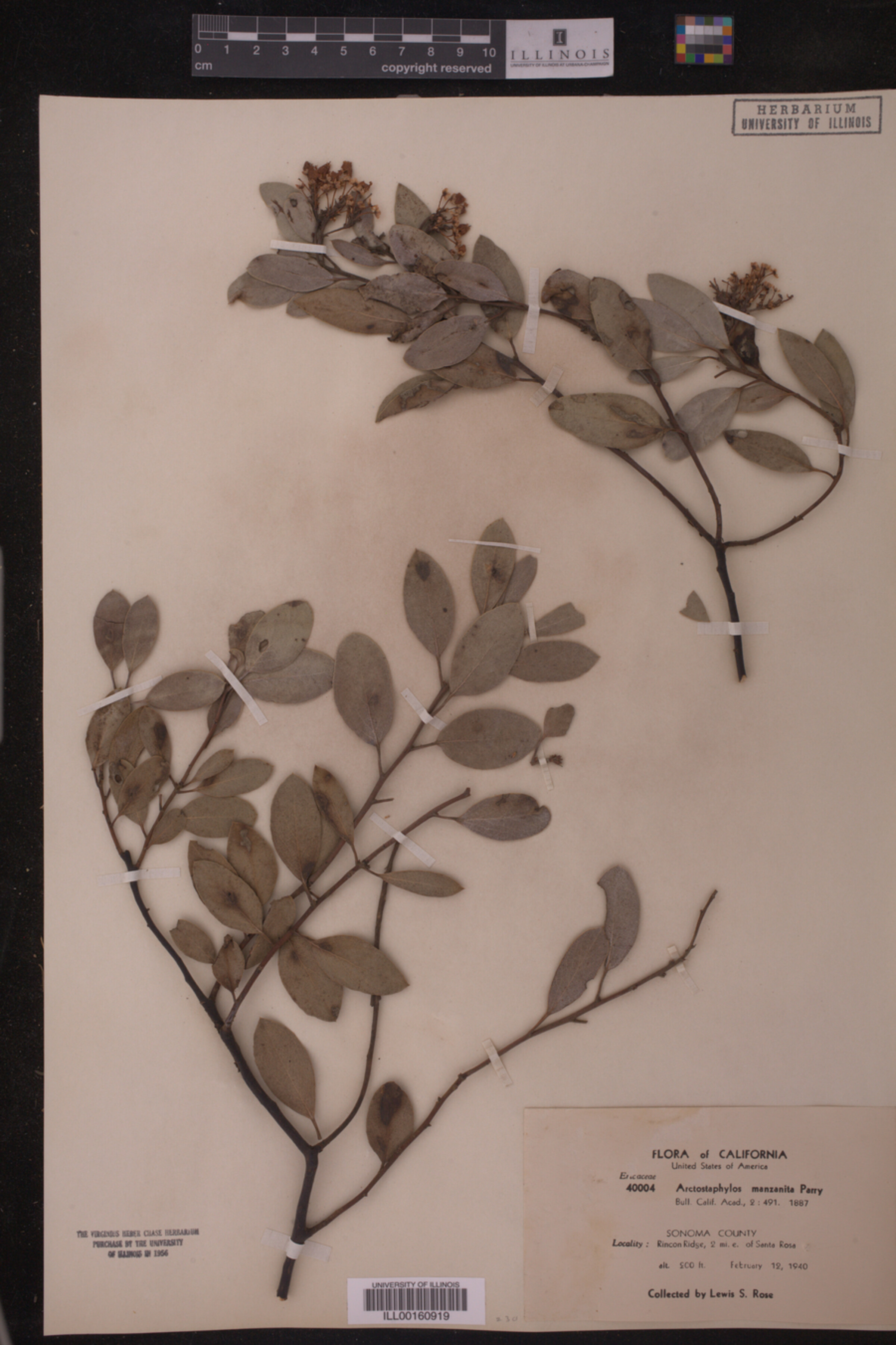 Arctostaphylos manzanita image