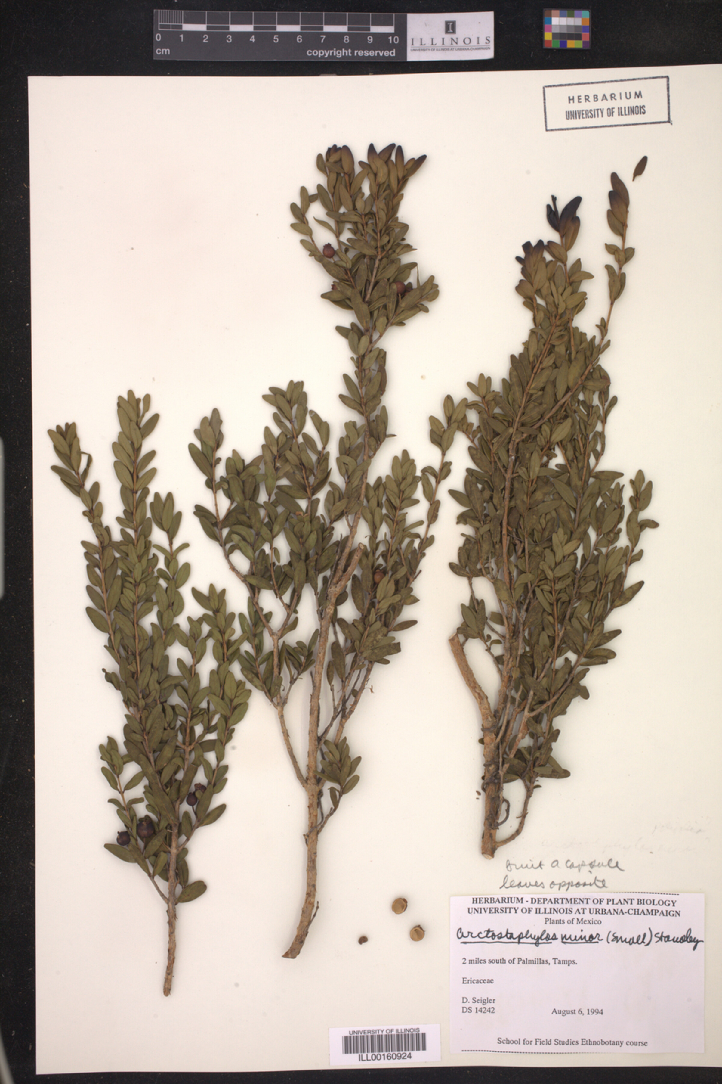 Comarostaphylis image