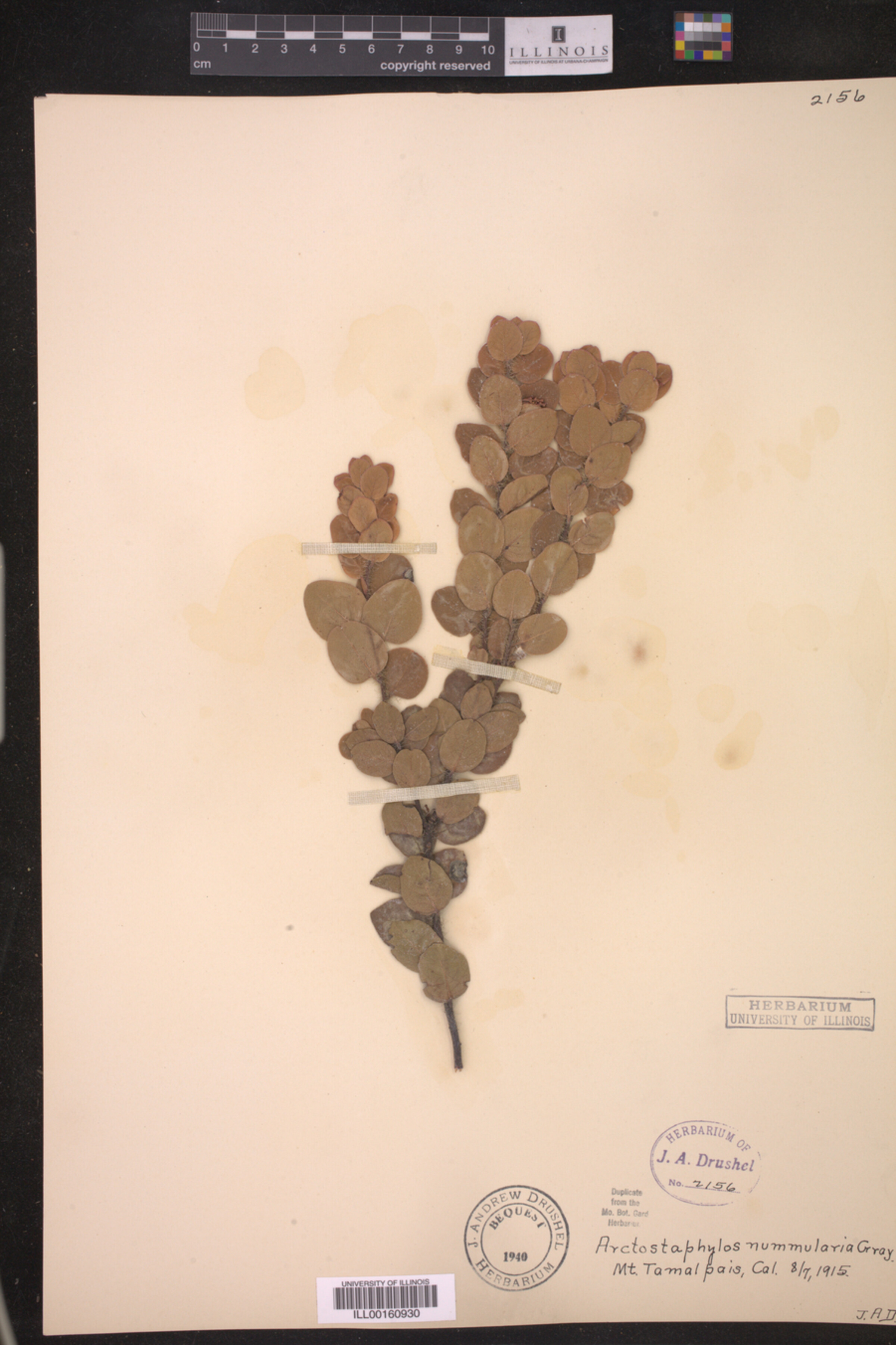 Arctostaphylos nummularia image