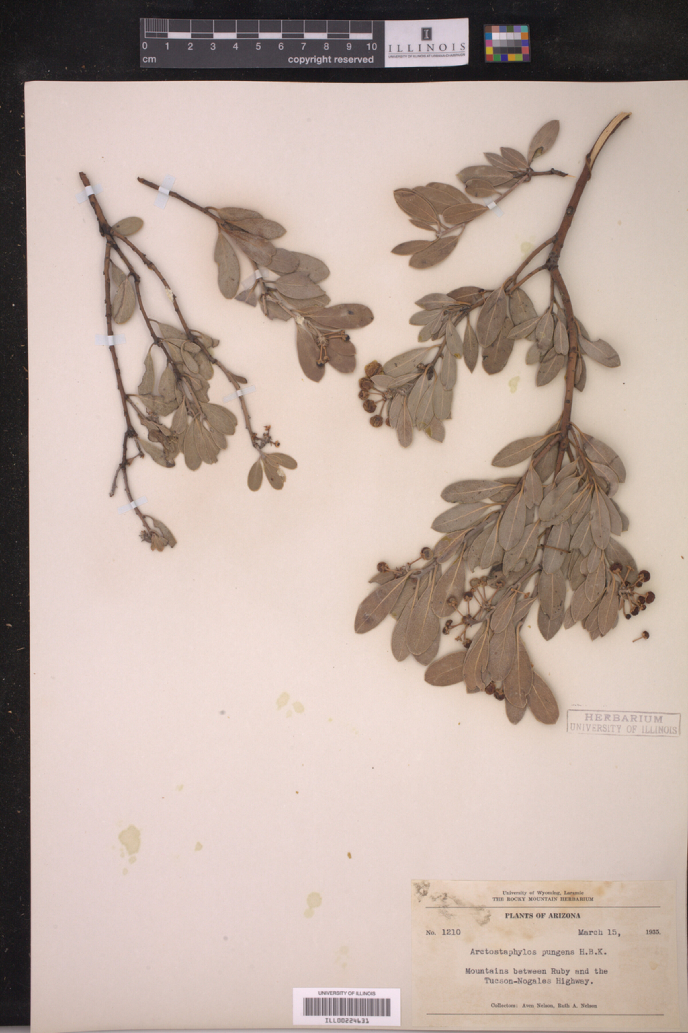Arctostaphylos pungens image