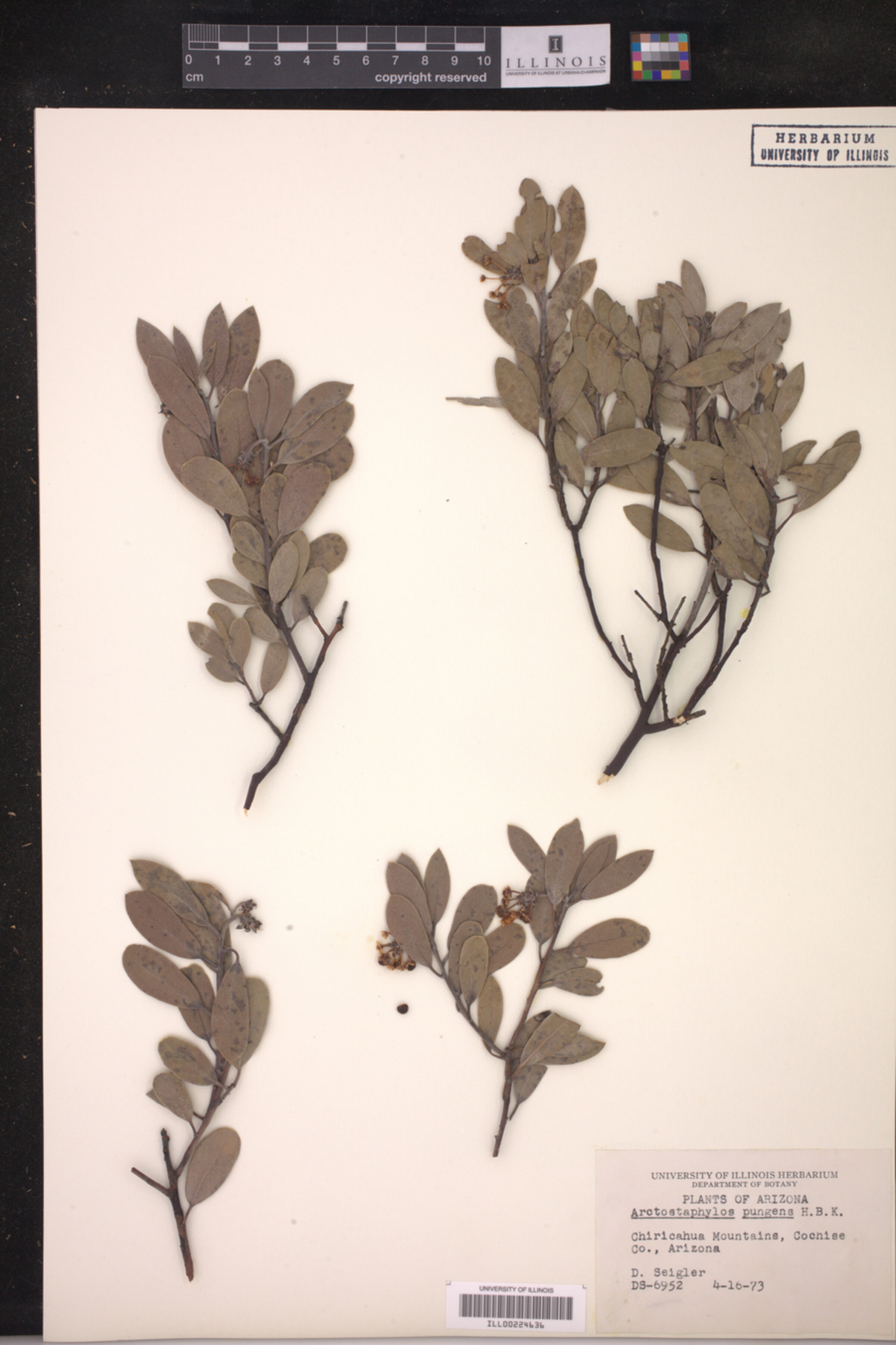 Arctostaphylos pungens image