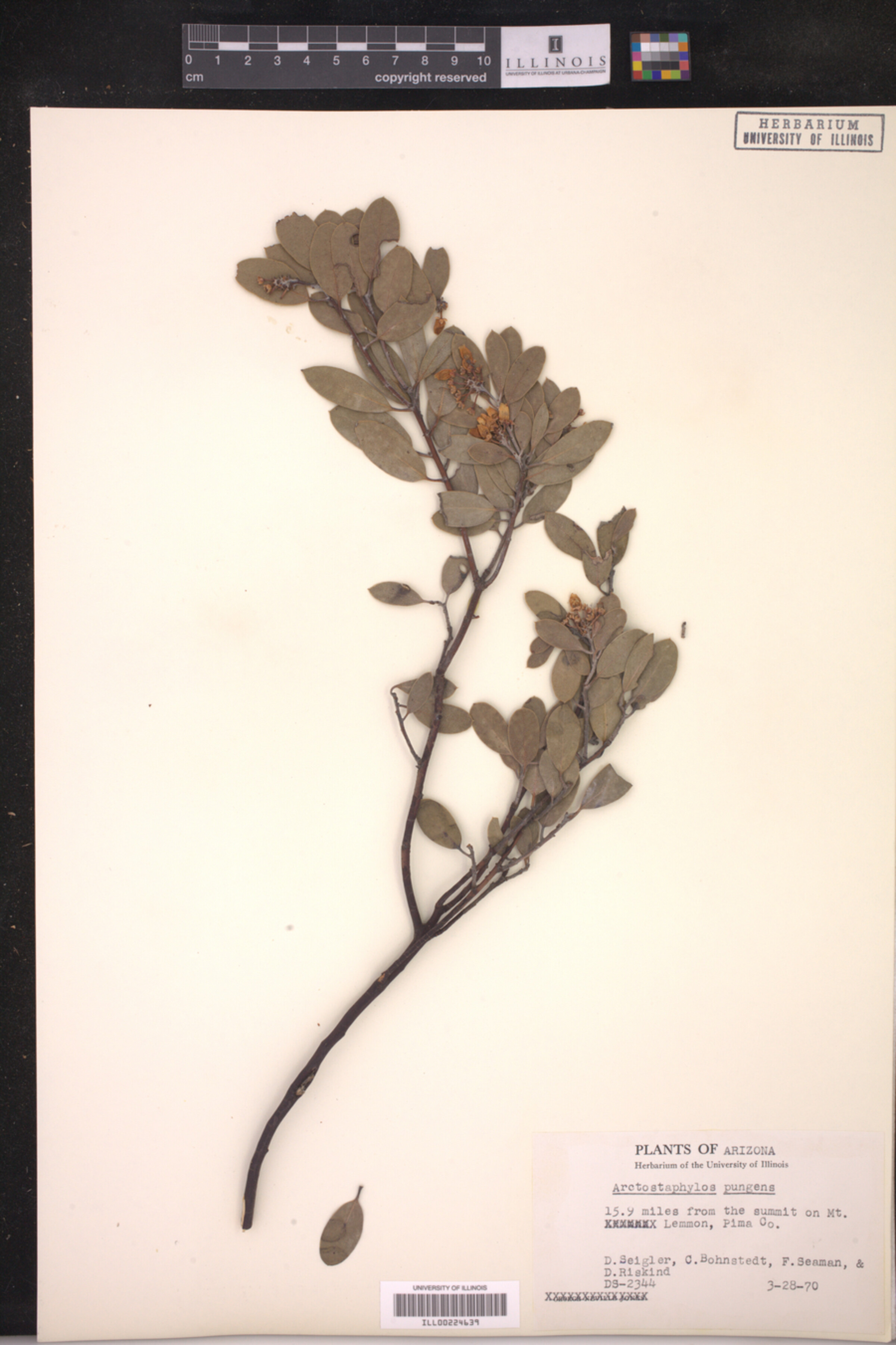 Arctostaphylos pungens image