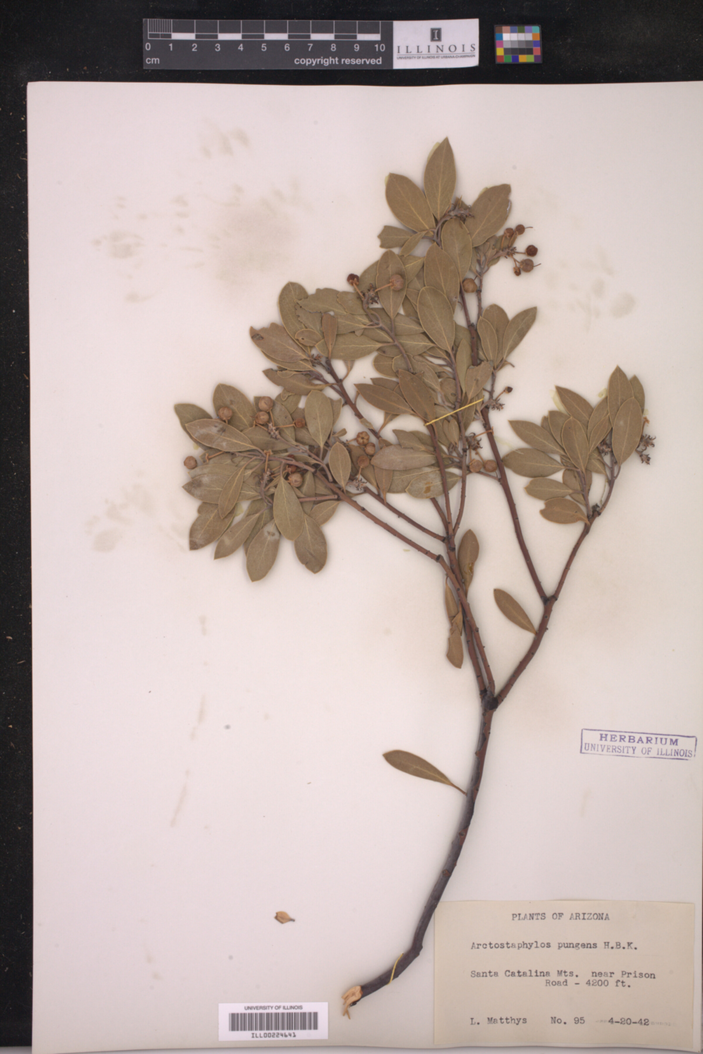 Arctostaphylos pungens image