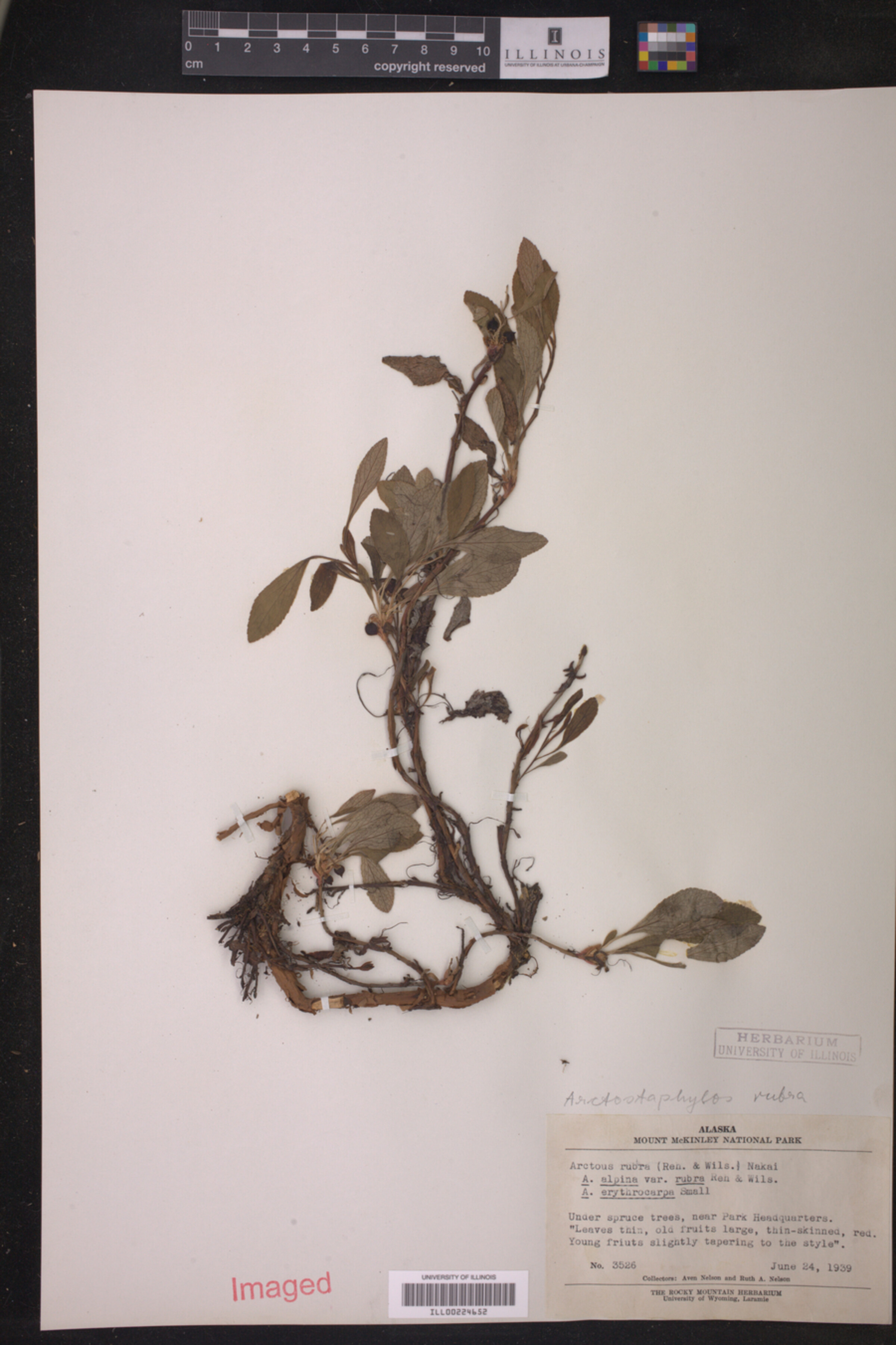 Arctous rubra image