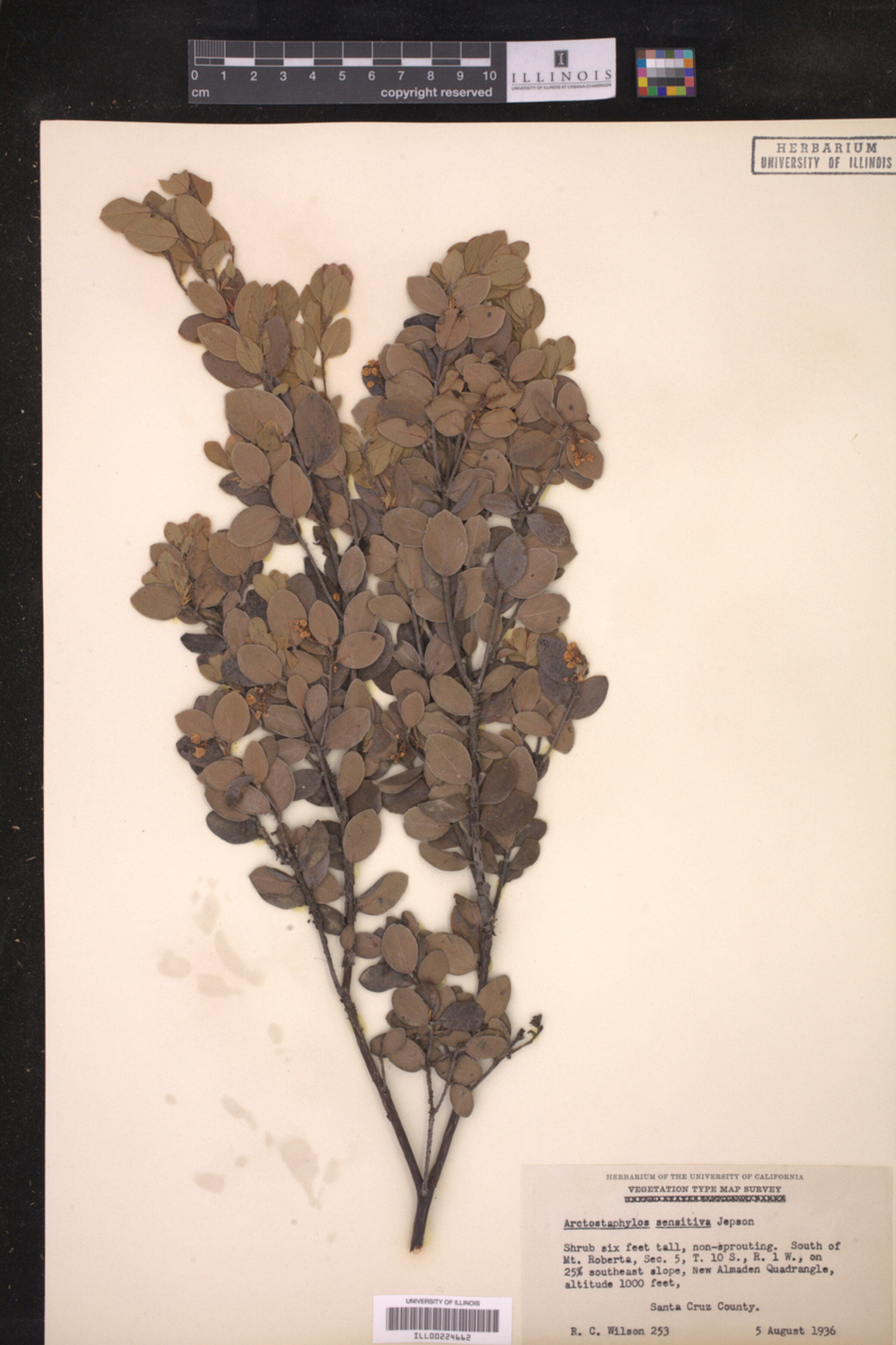 Arctostaphylos nummularia image